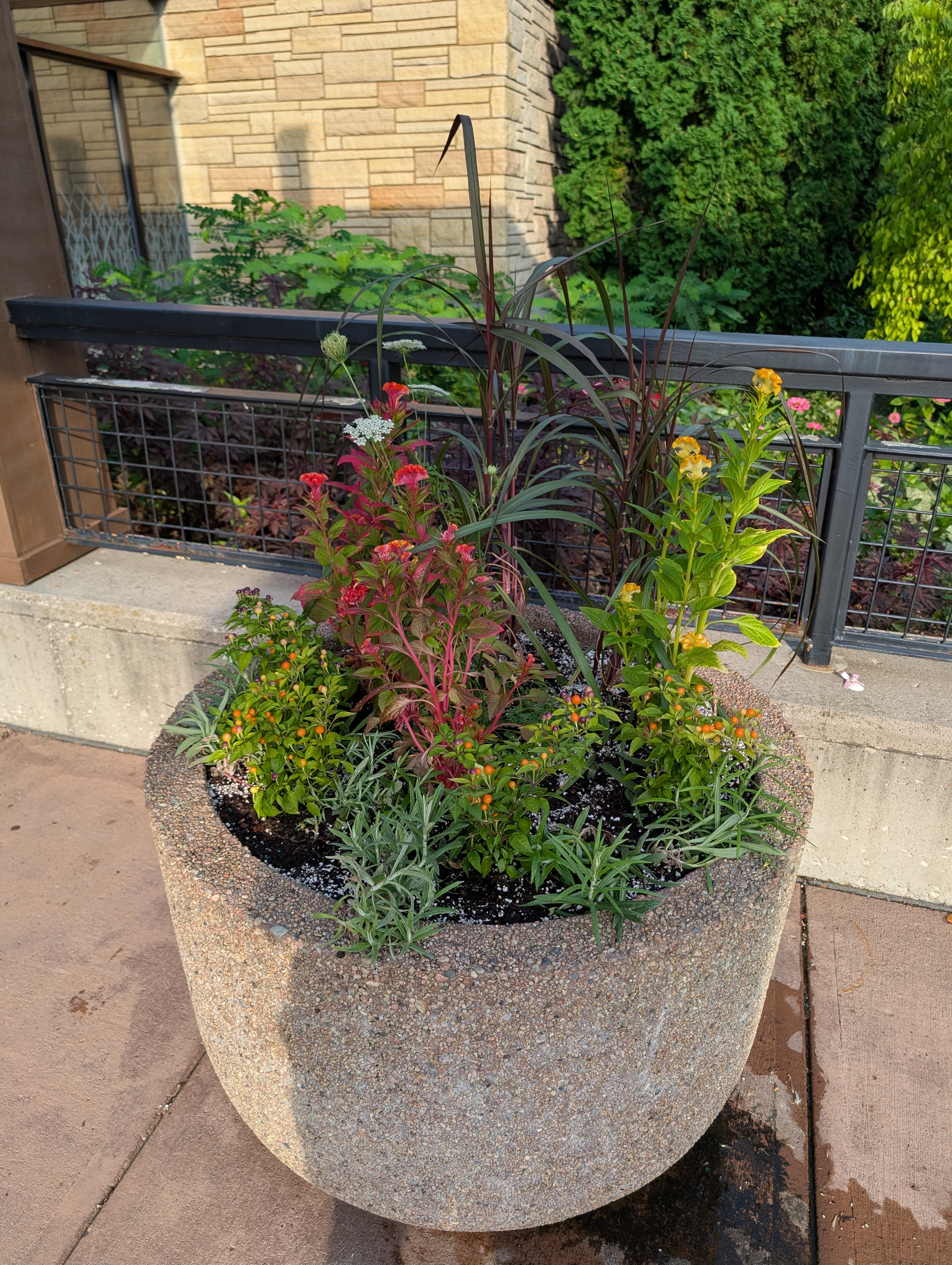 concrete container with fall annuals