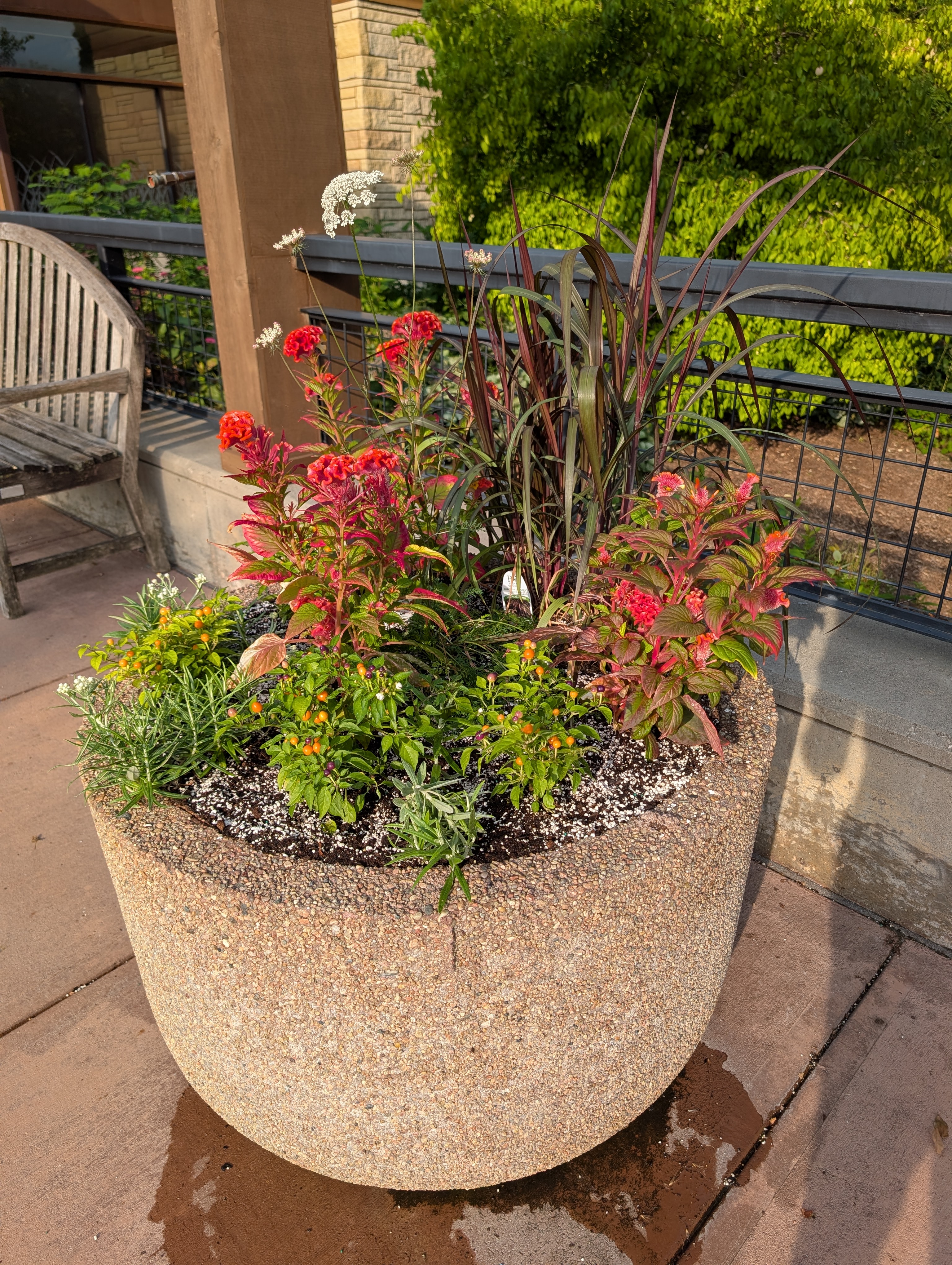 concrete container with fall annuals