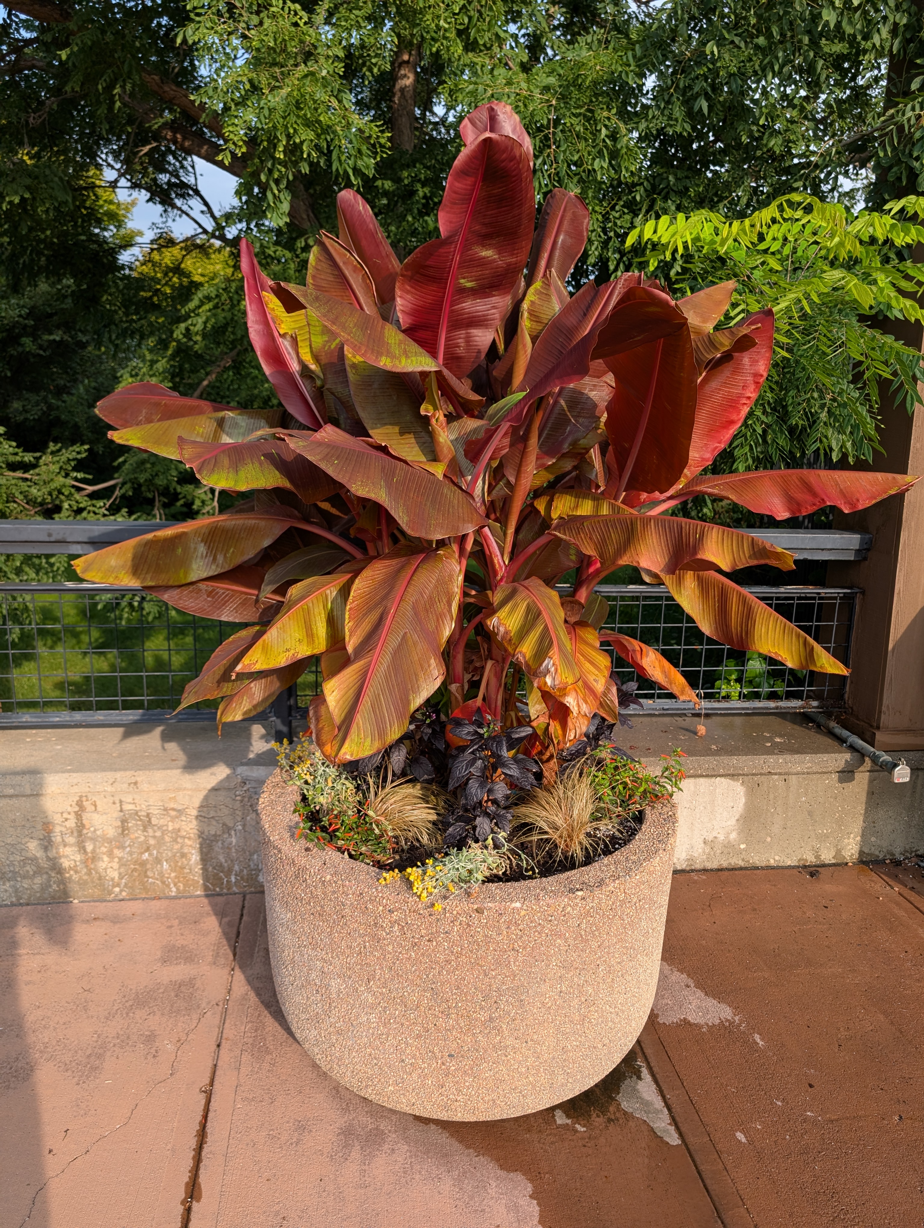 concrete container with fall annuals