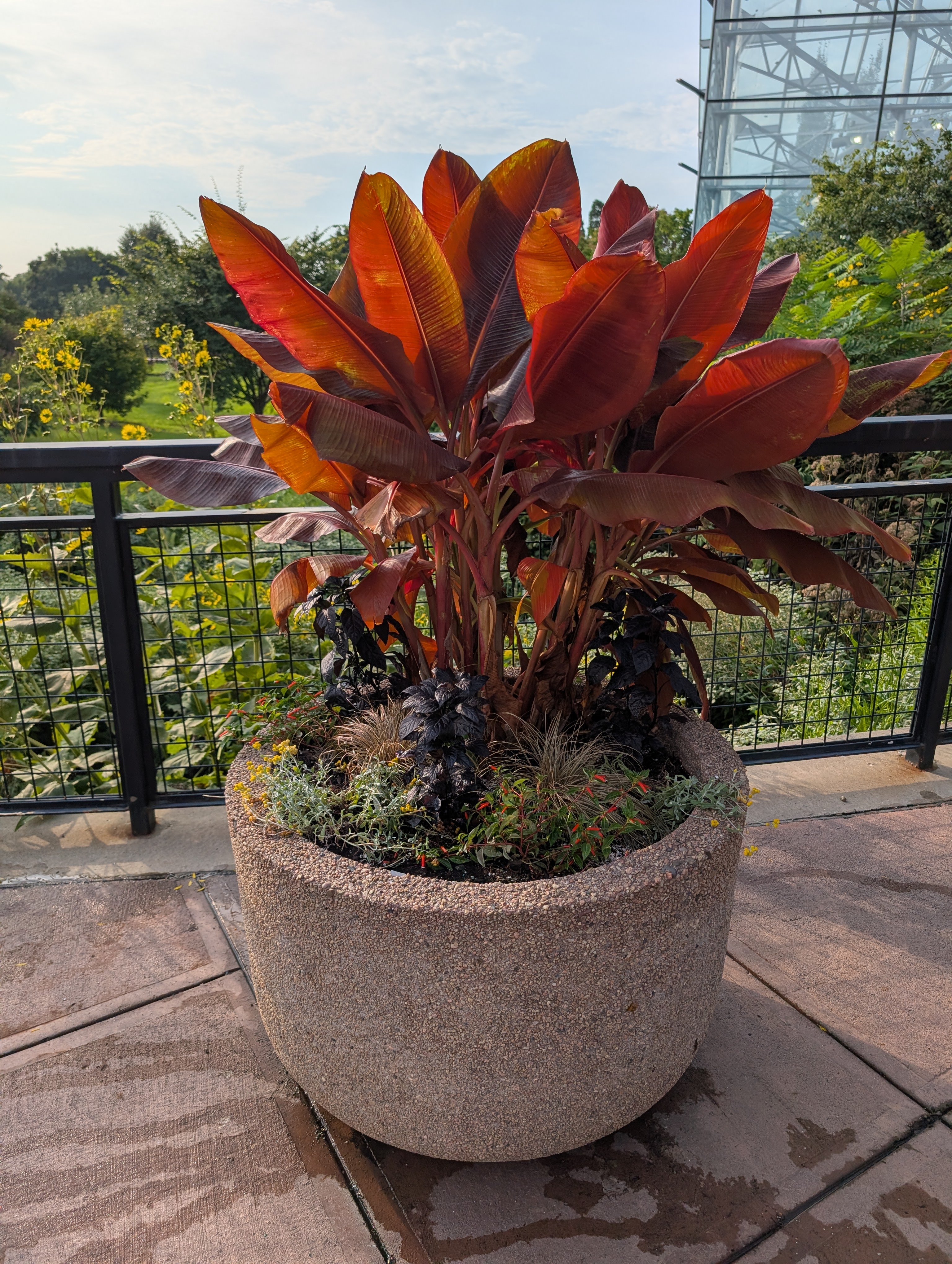 concrete container with fall annuals