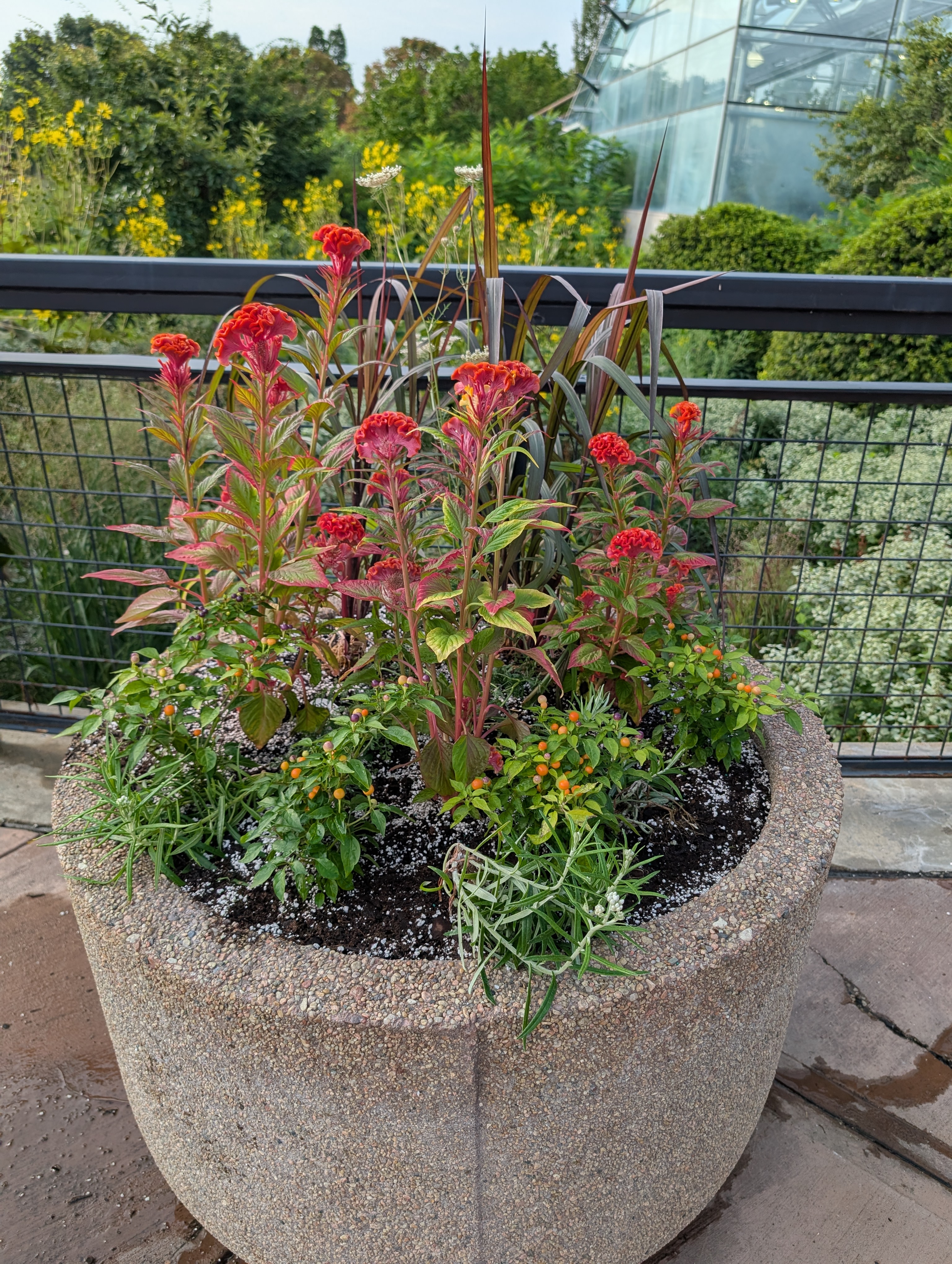 concrete container with fall annuals