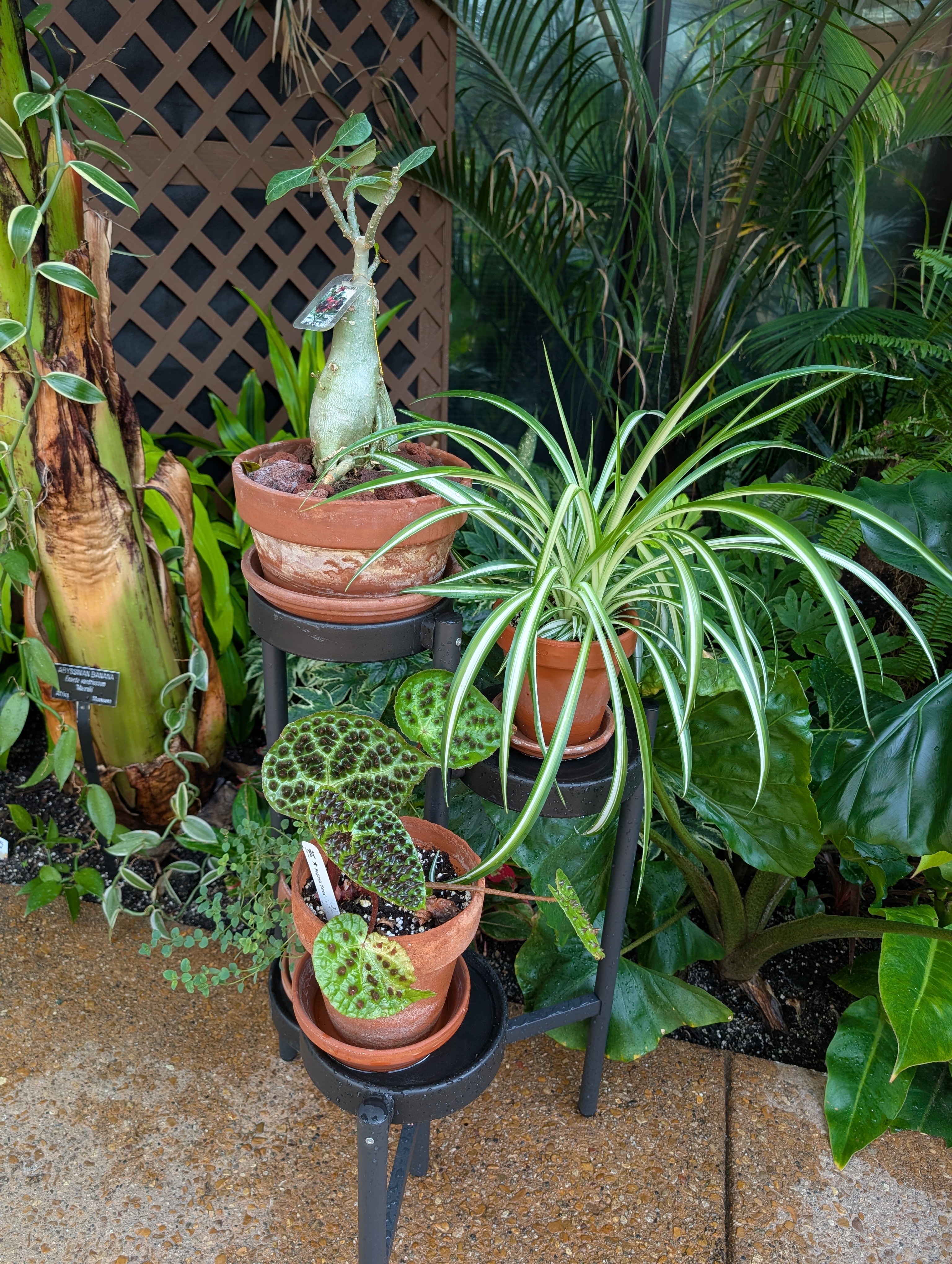 A black plant stand holding three plants