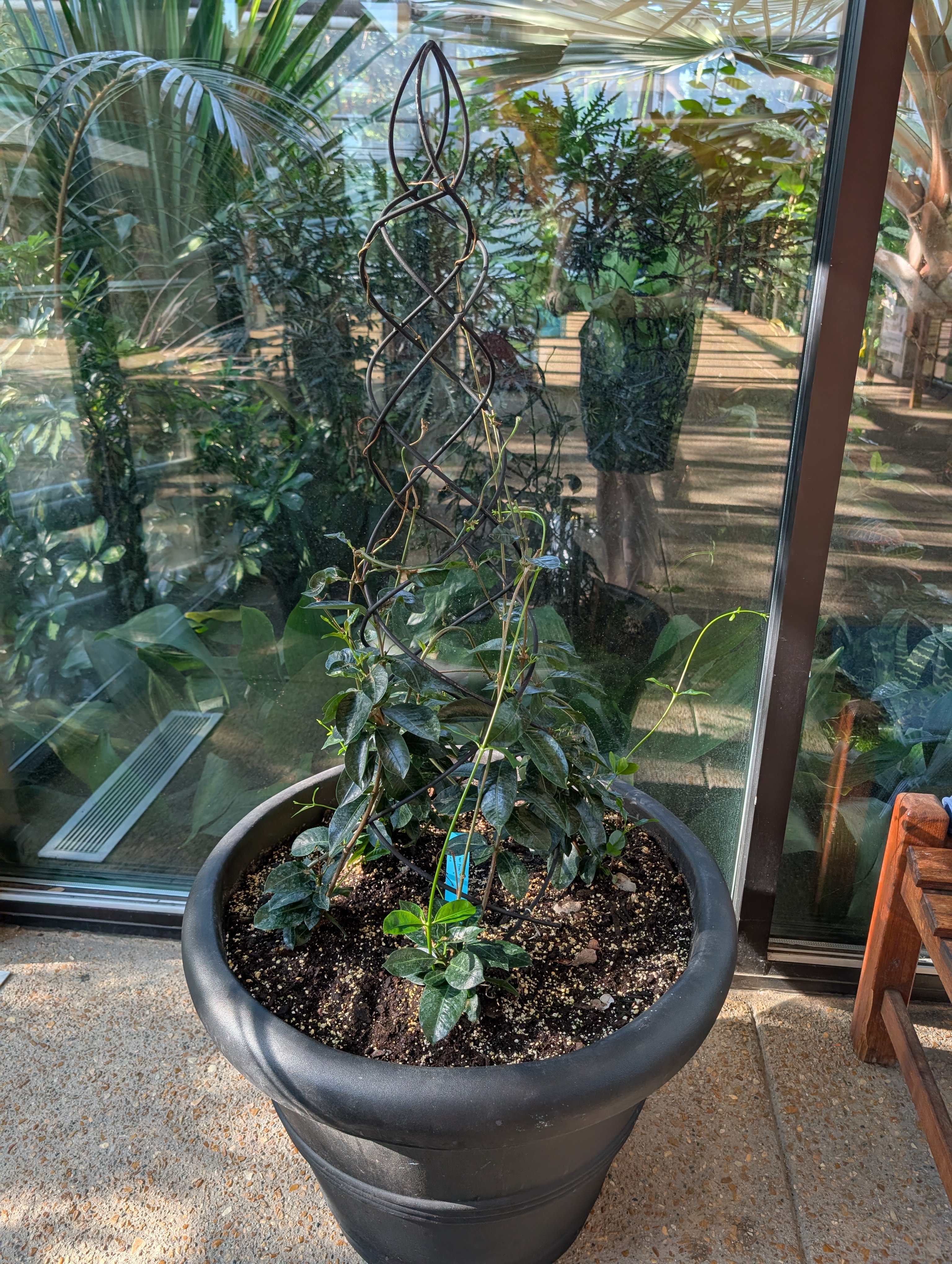 A large black container with a trellis and several climbing plants