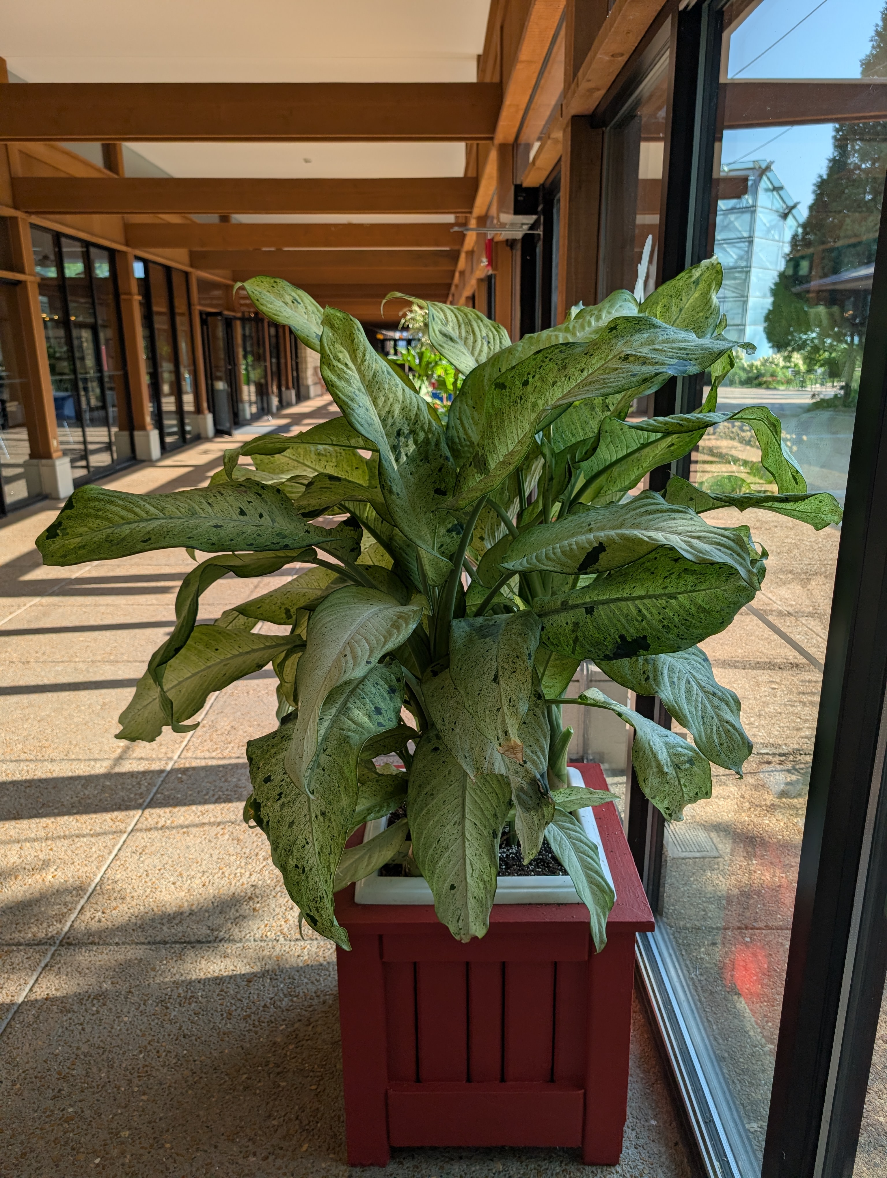 Square red container with large dumb cane