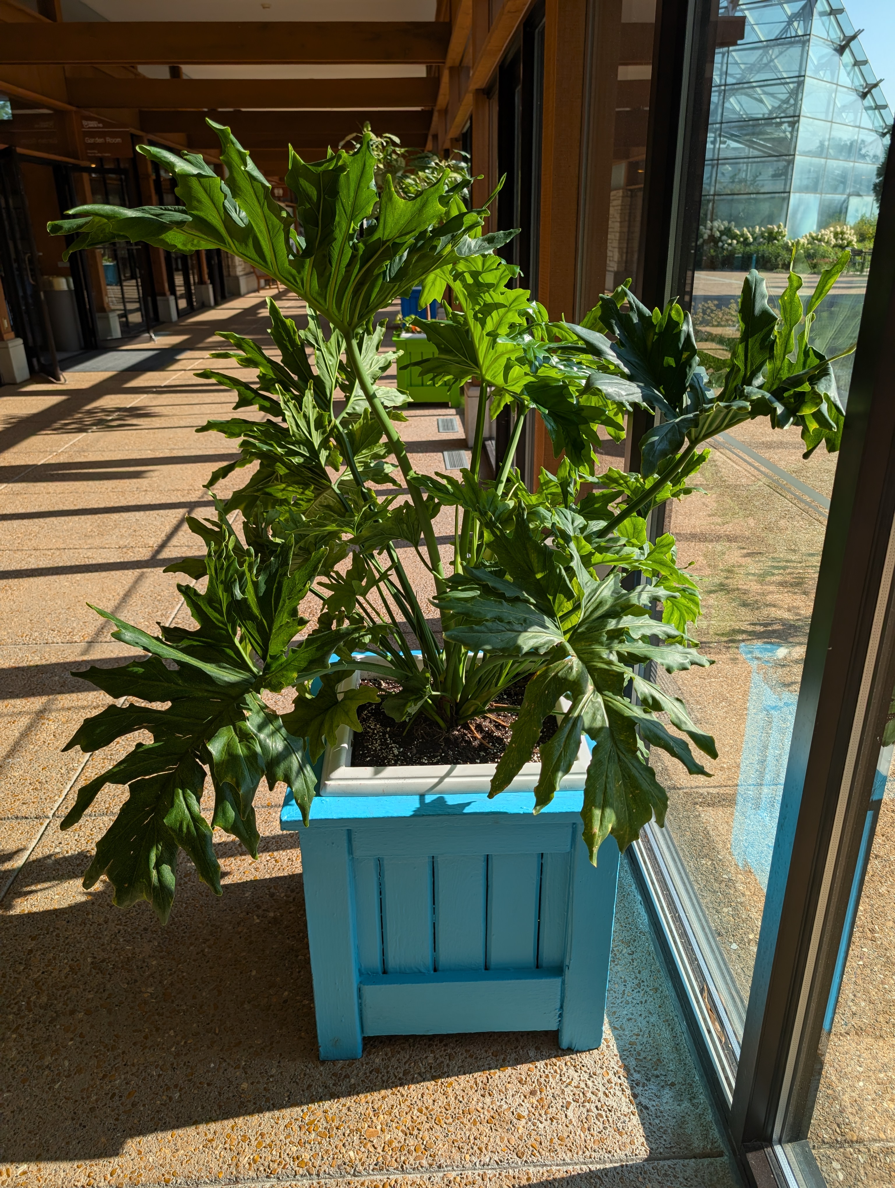 Square blue container with large Philodendron