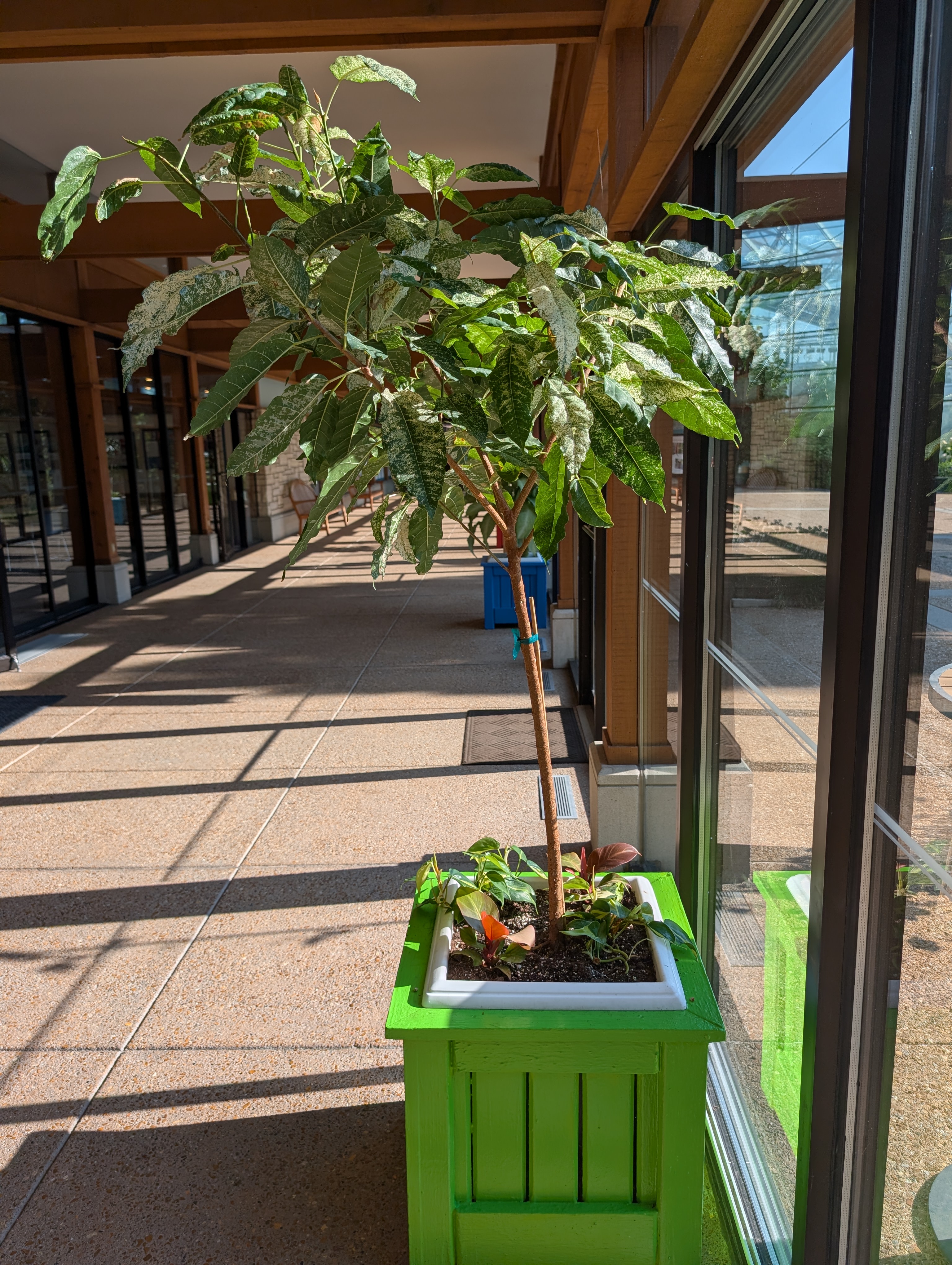 Square green container with ficus