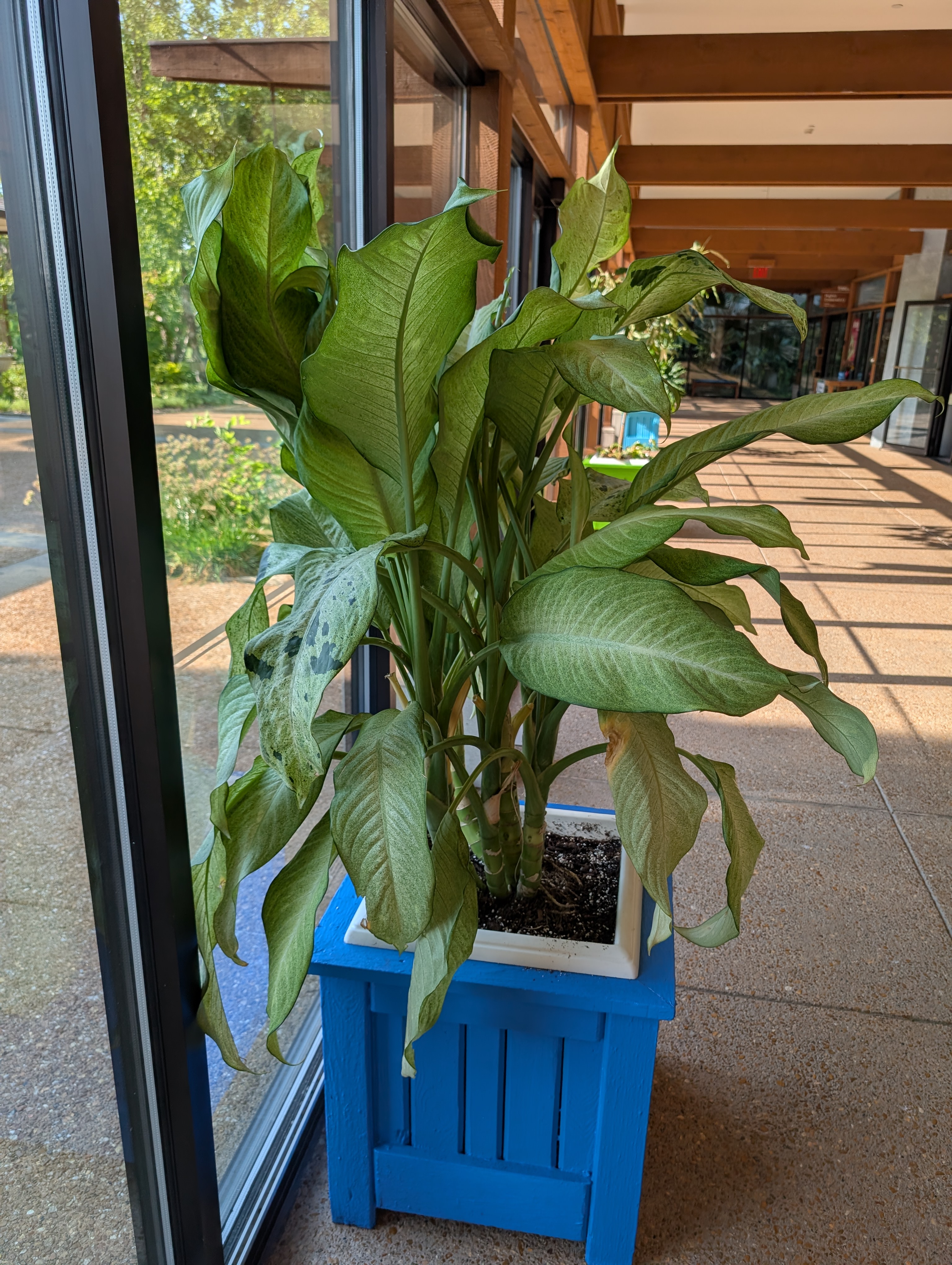 Square, blue container with dumb cane