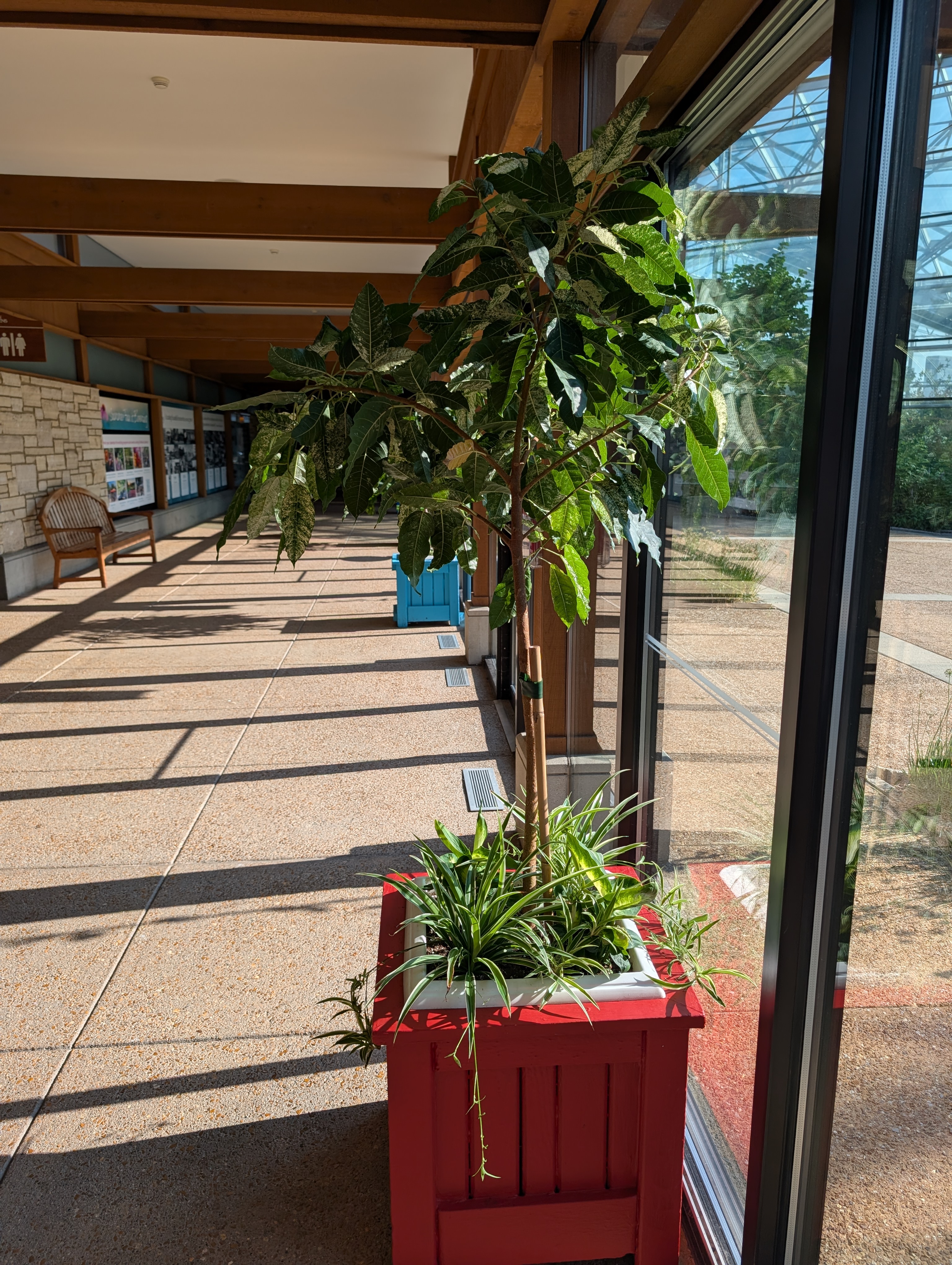 square red container with ficus