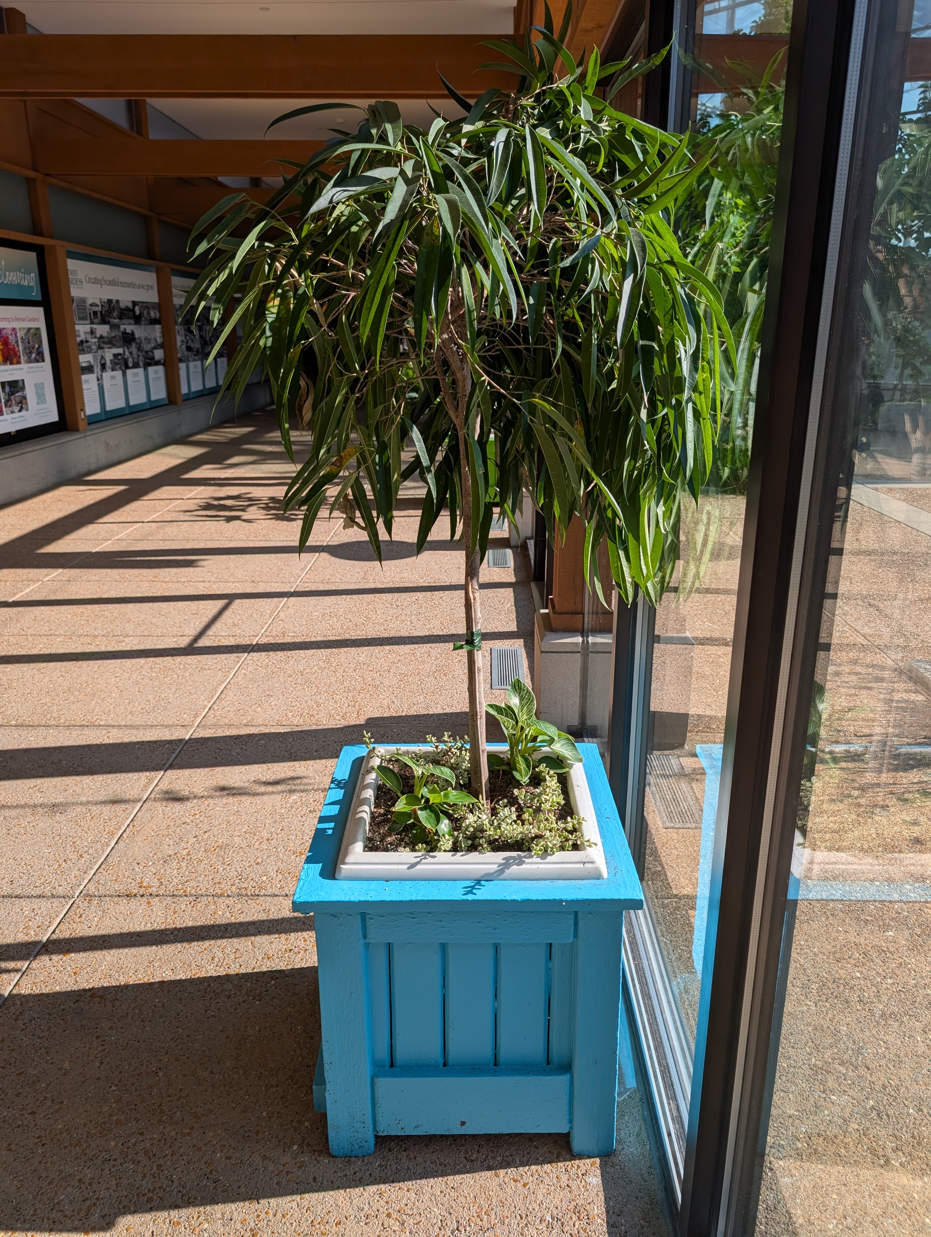 square blue container with ficus