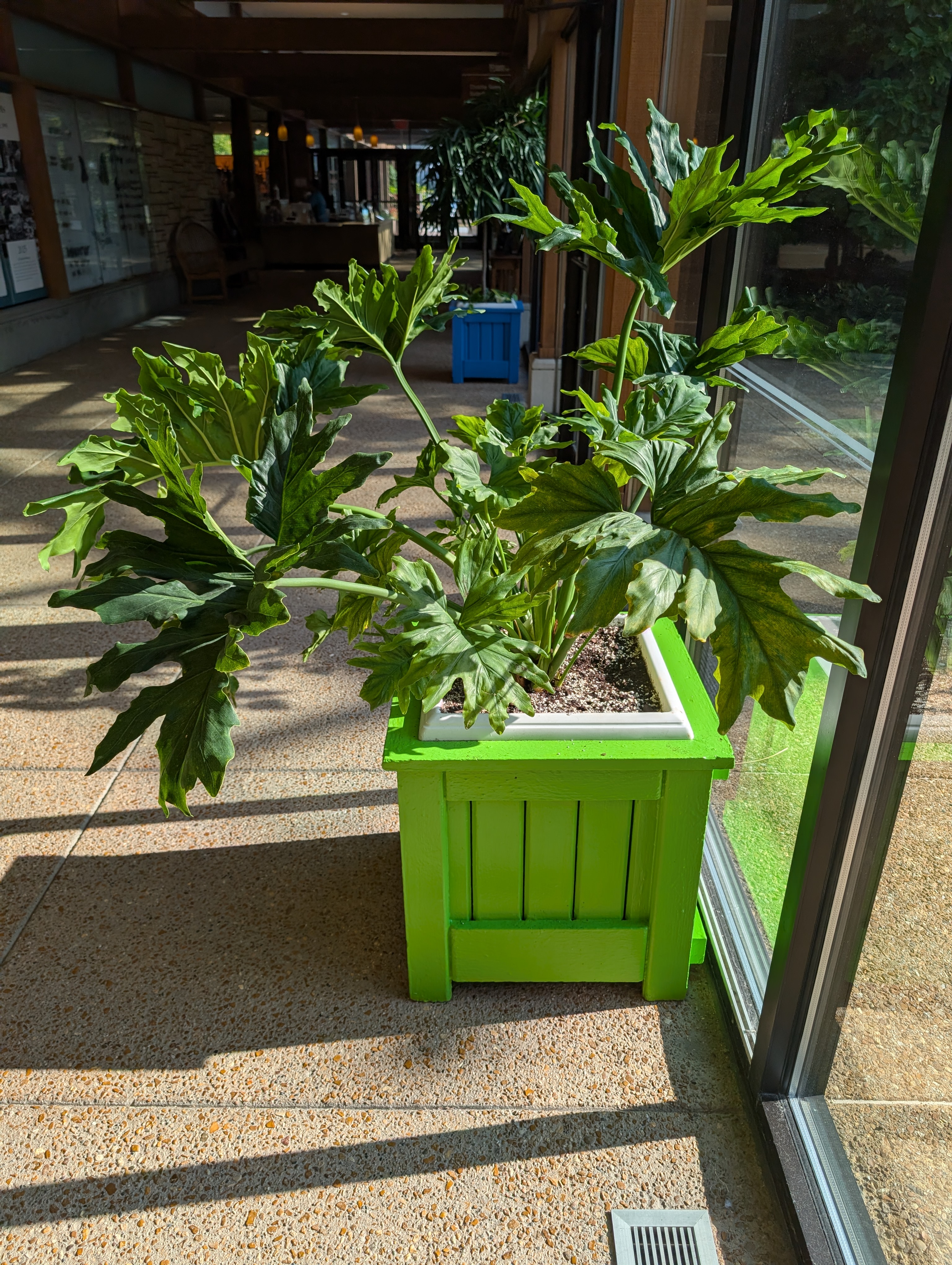 A square, green container with a large Philodendron