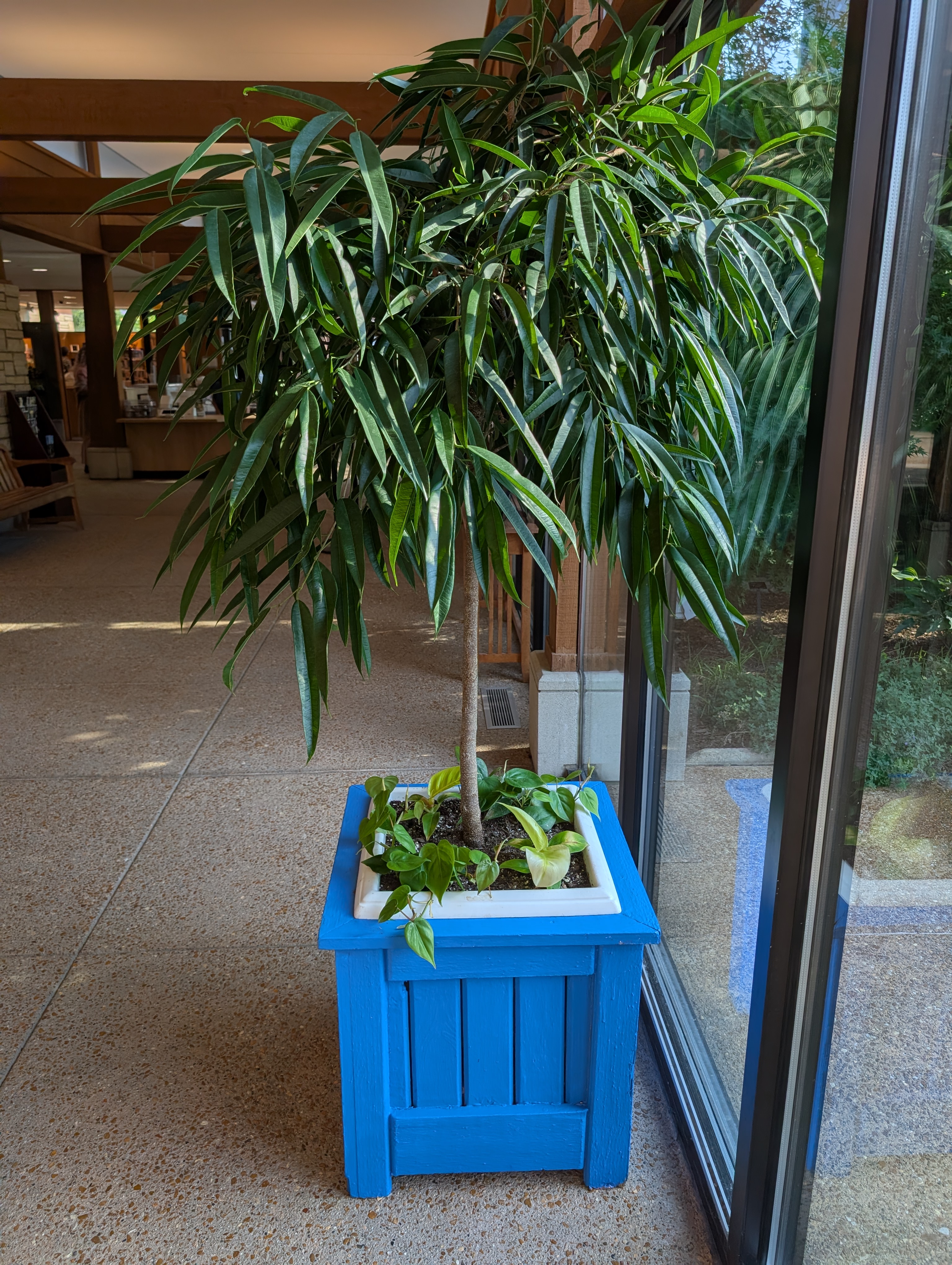 A square, blue planter box with a tree and vines