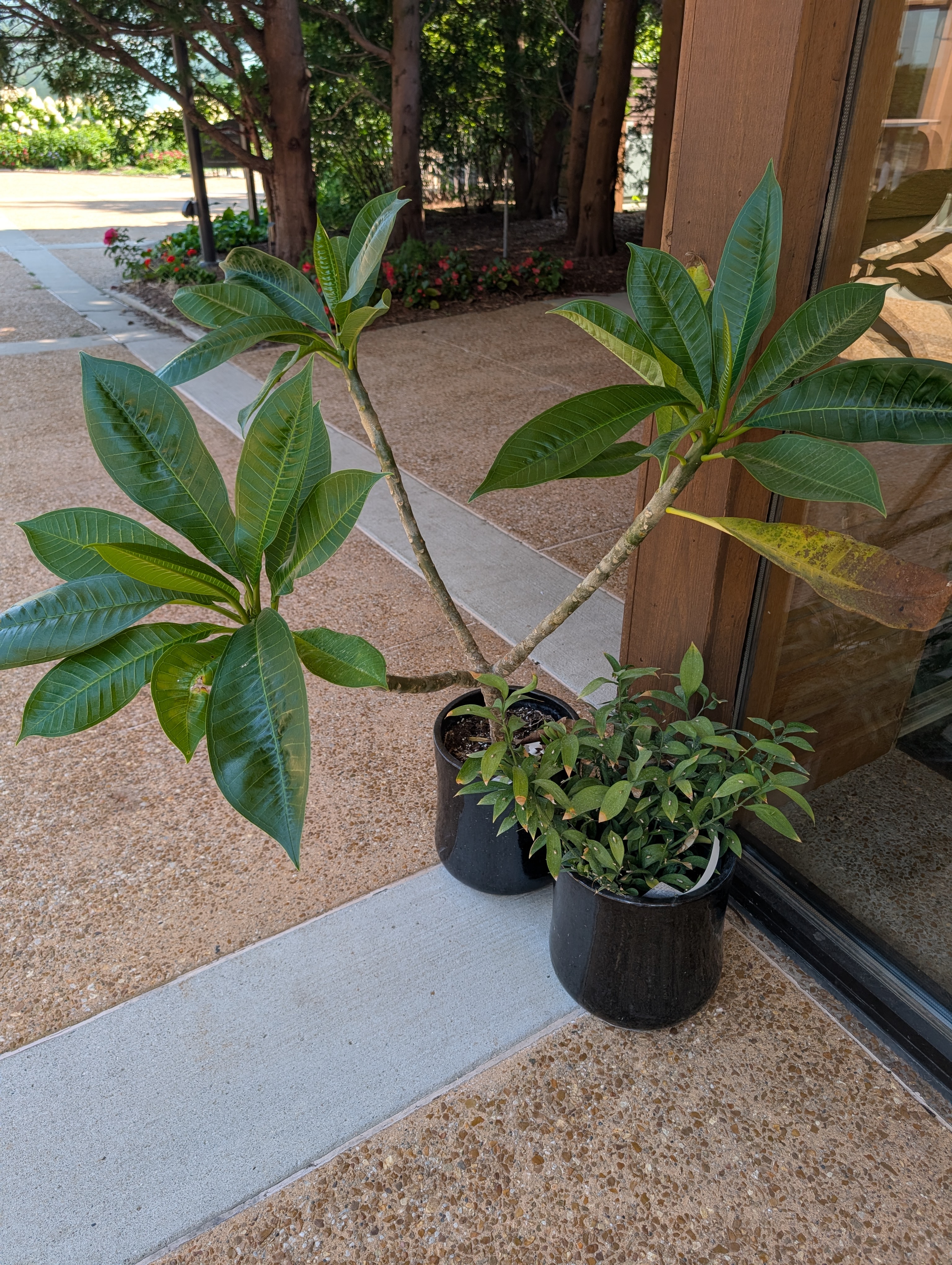 small black containers, one with a tall plumeria plant and one with a small mouse thorn