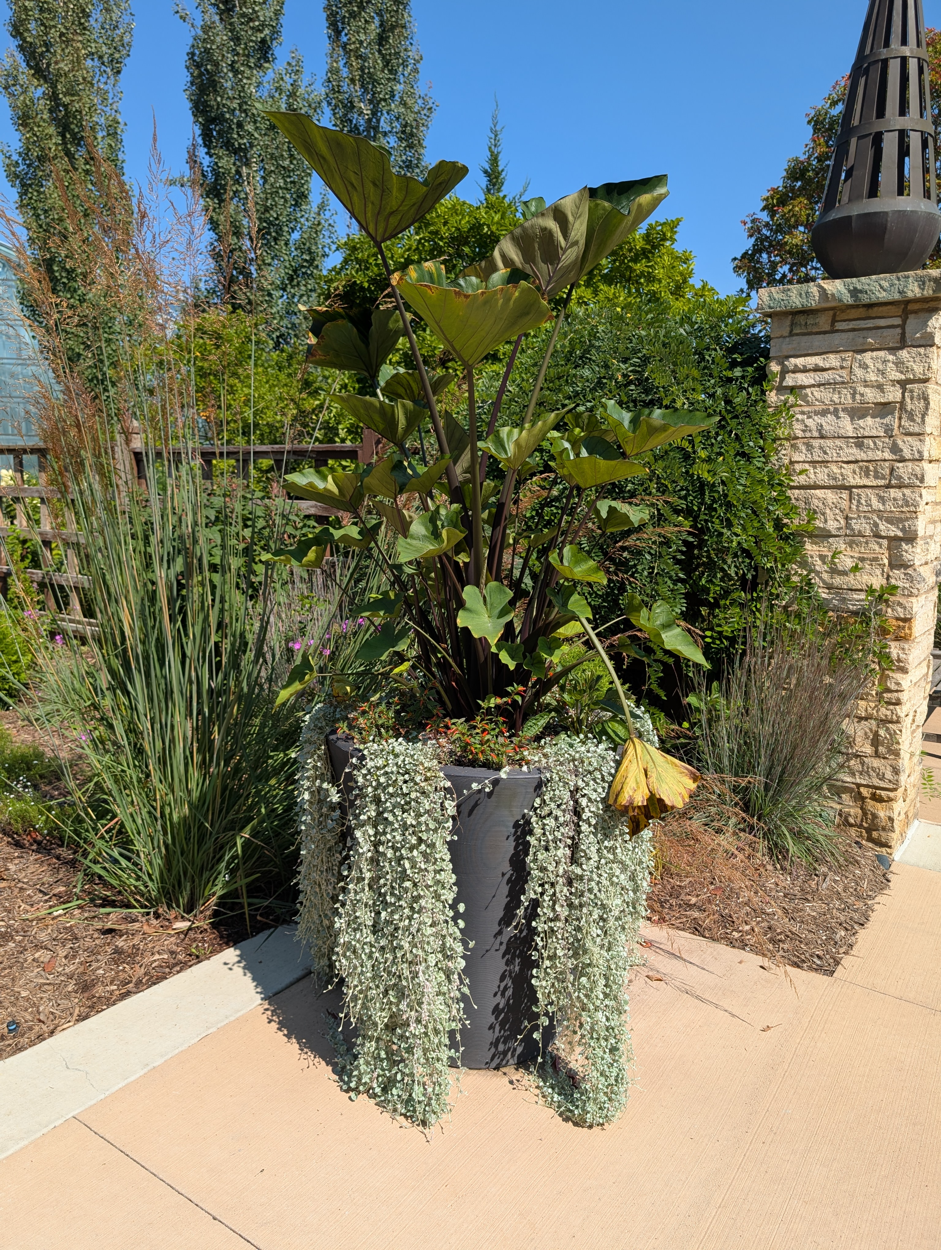 large containers with elephant ears and dichondra