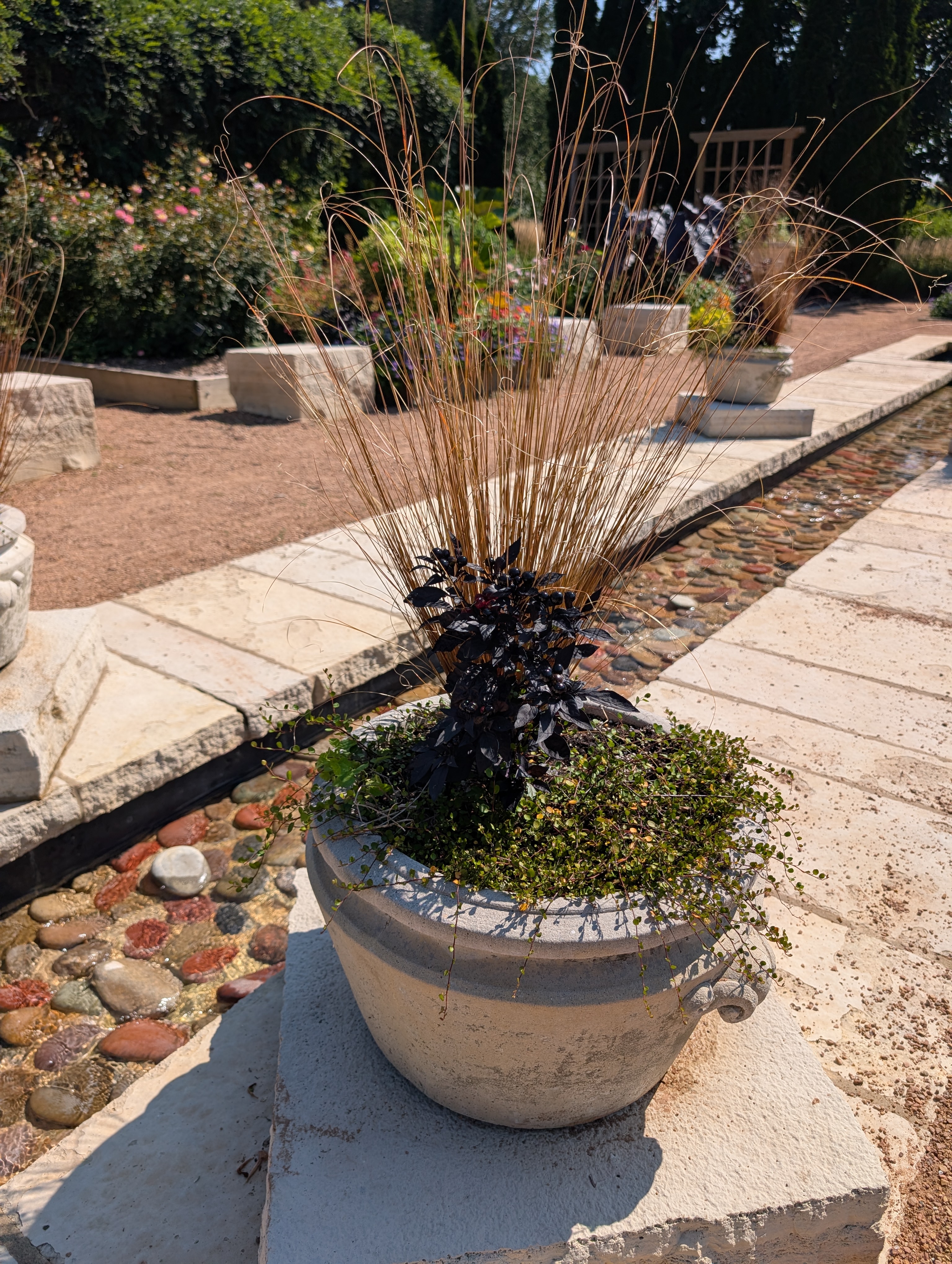 Small container with fall annuals