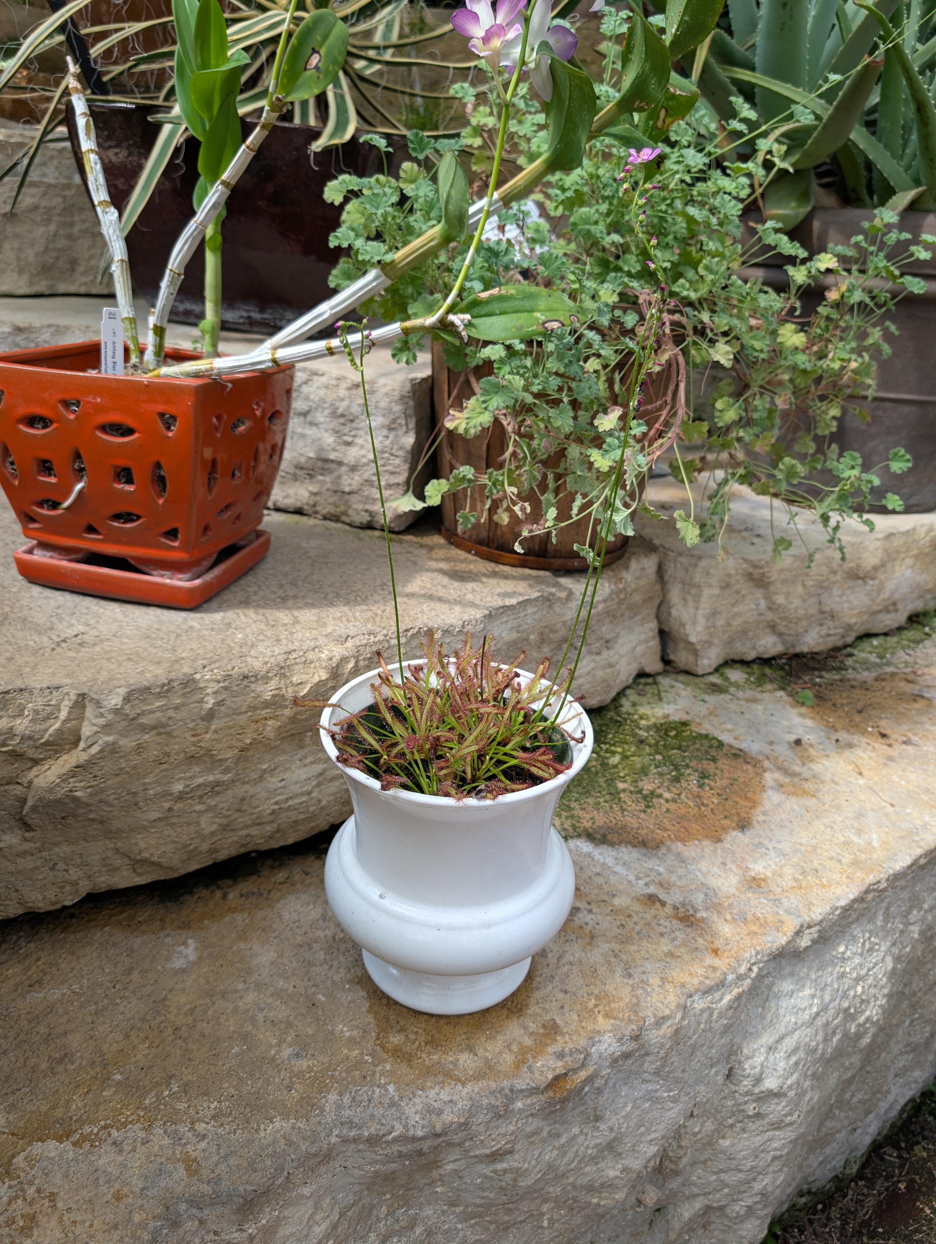 small white container with sundew