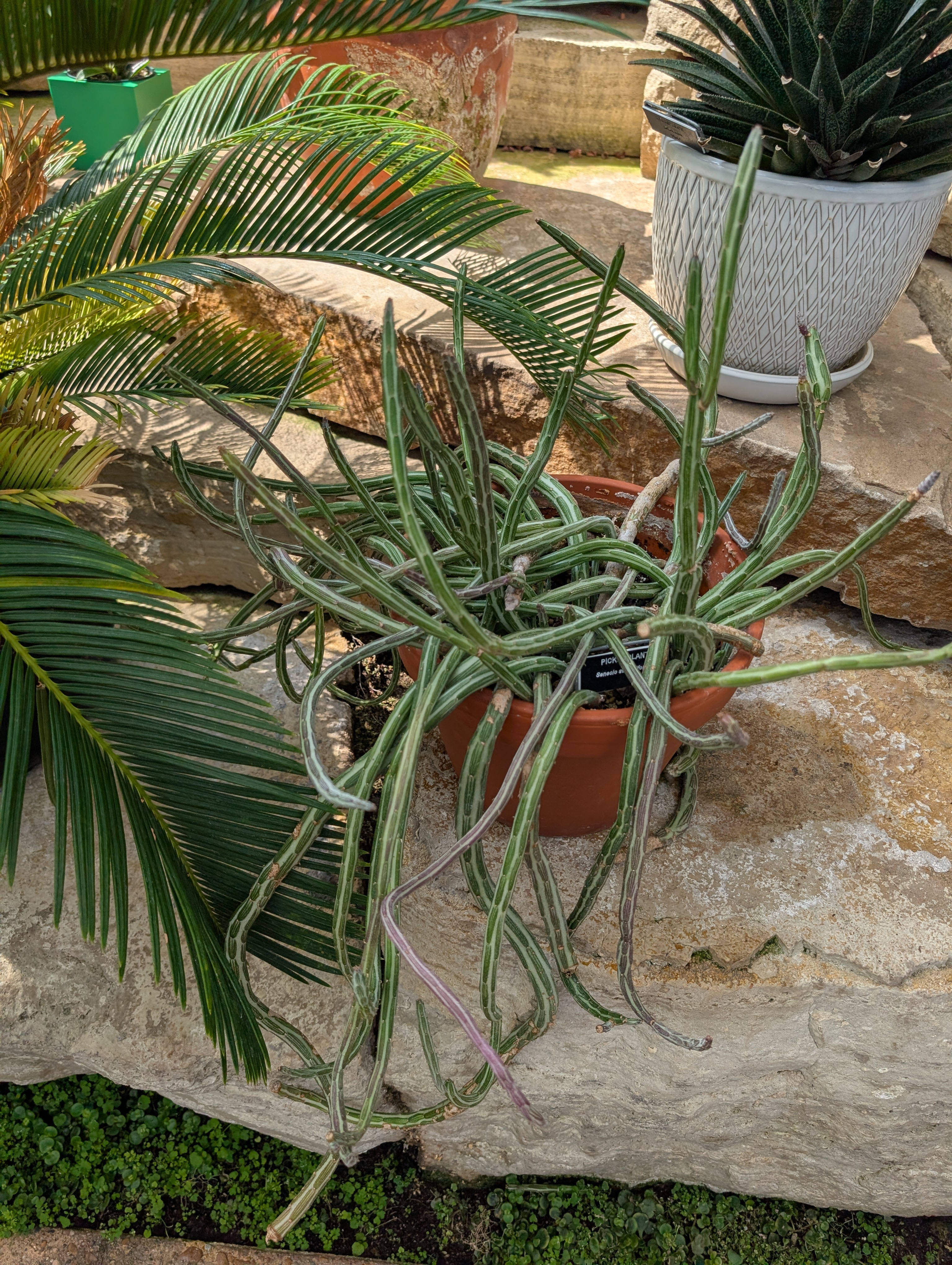 Pickle plant