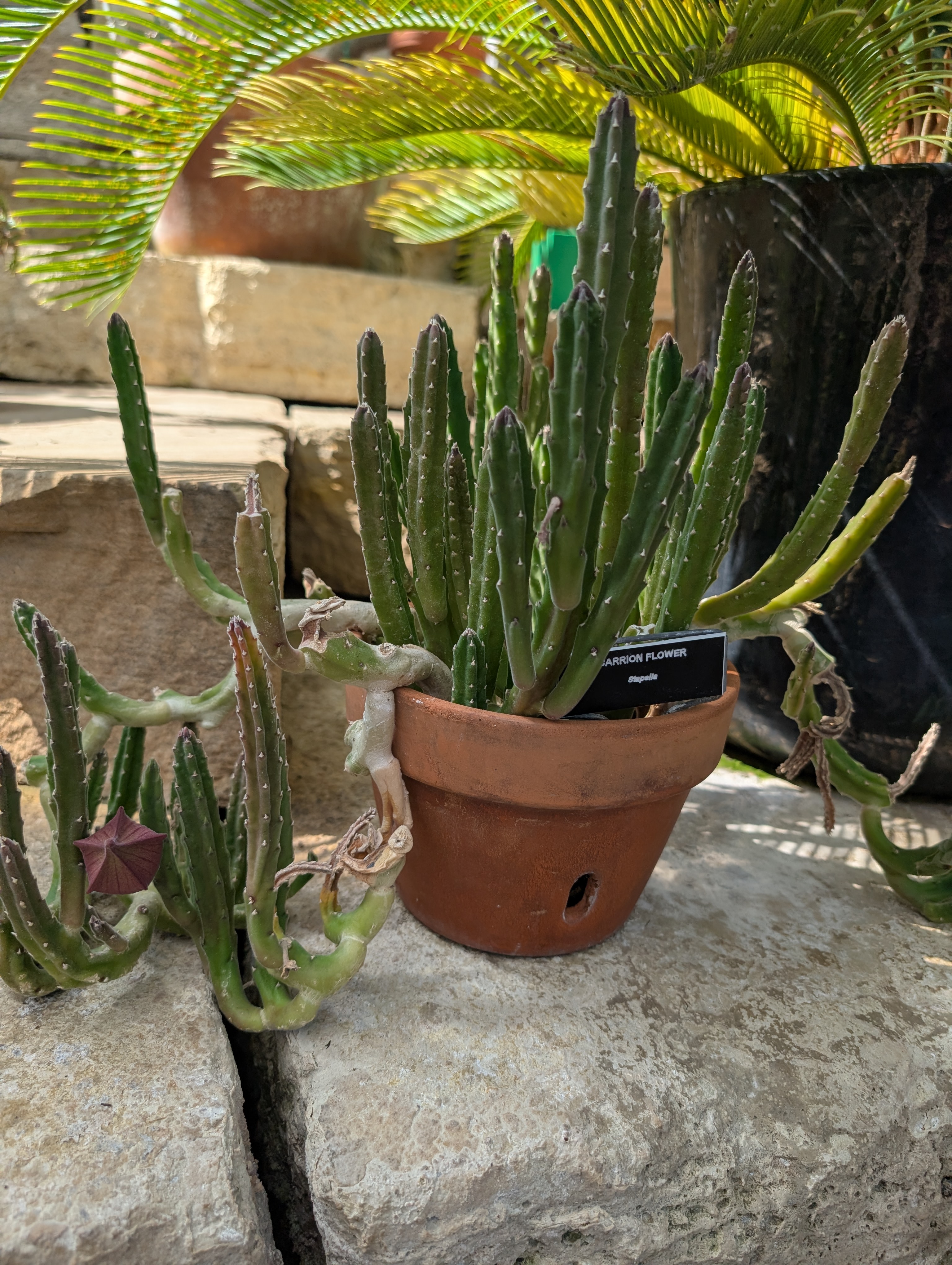 terracotta pot with carrion plant