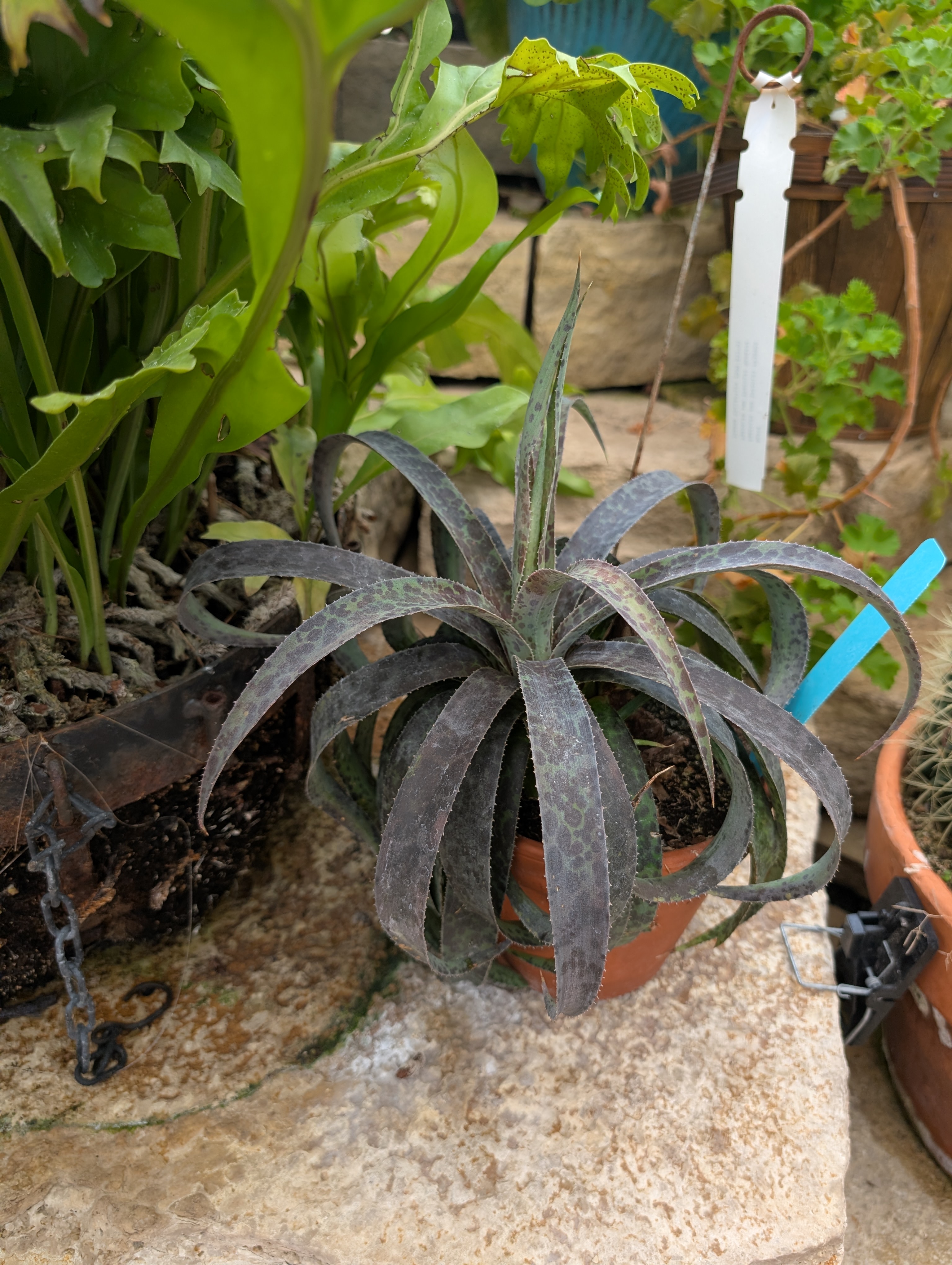 terracotta pot with dark blue and purple agave