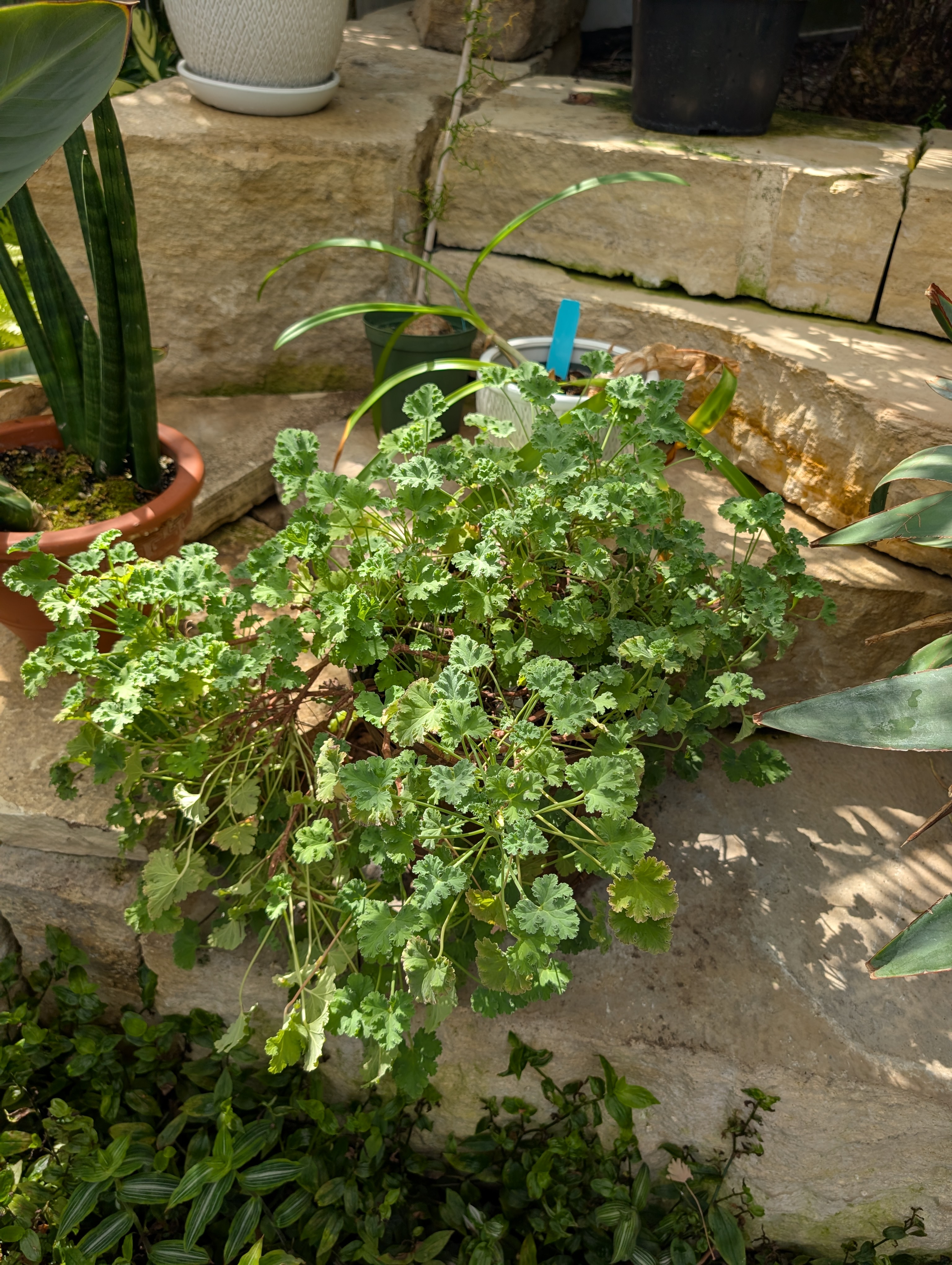 geranium weeping over a stone wall
