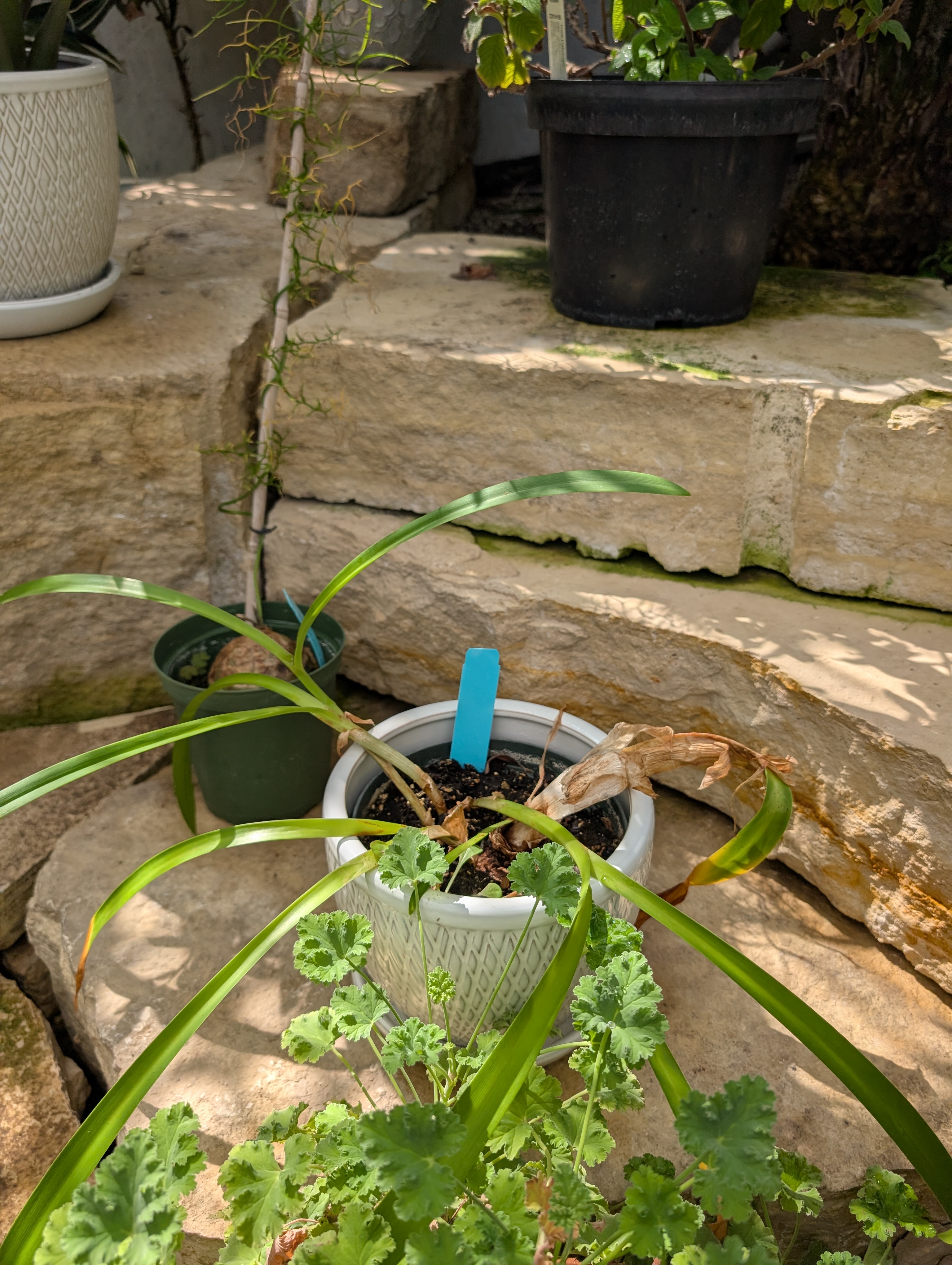 white pot with green plant