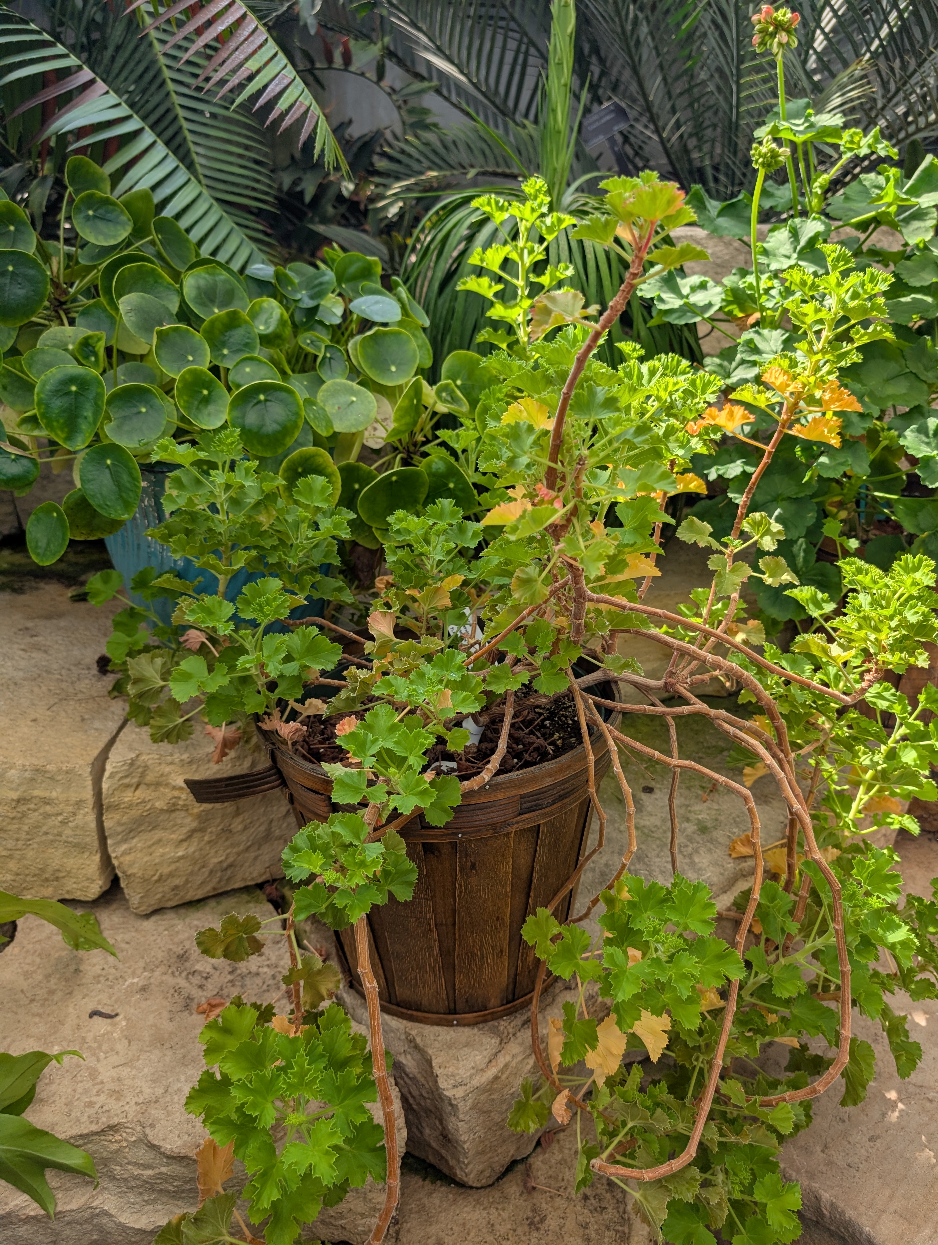 terracotta pot with large geranium