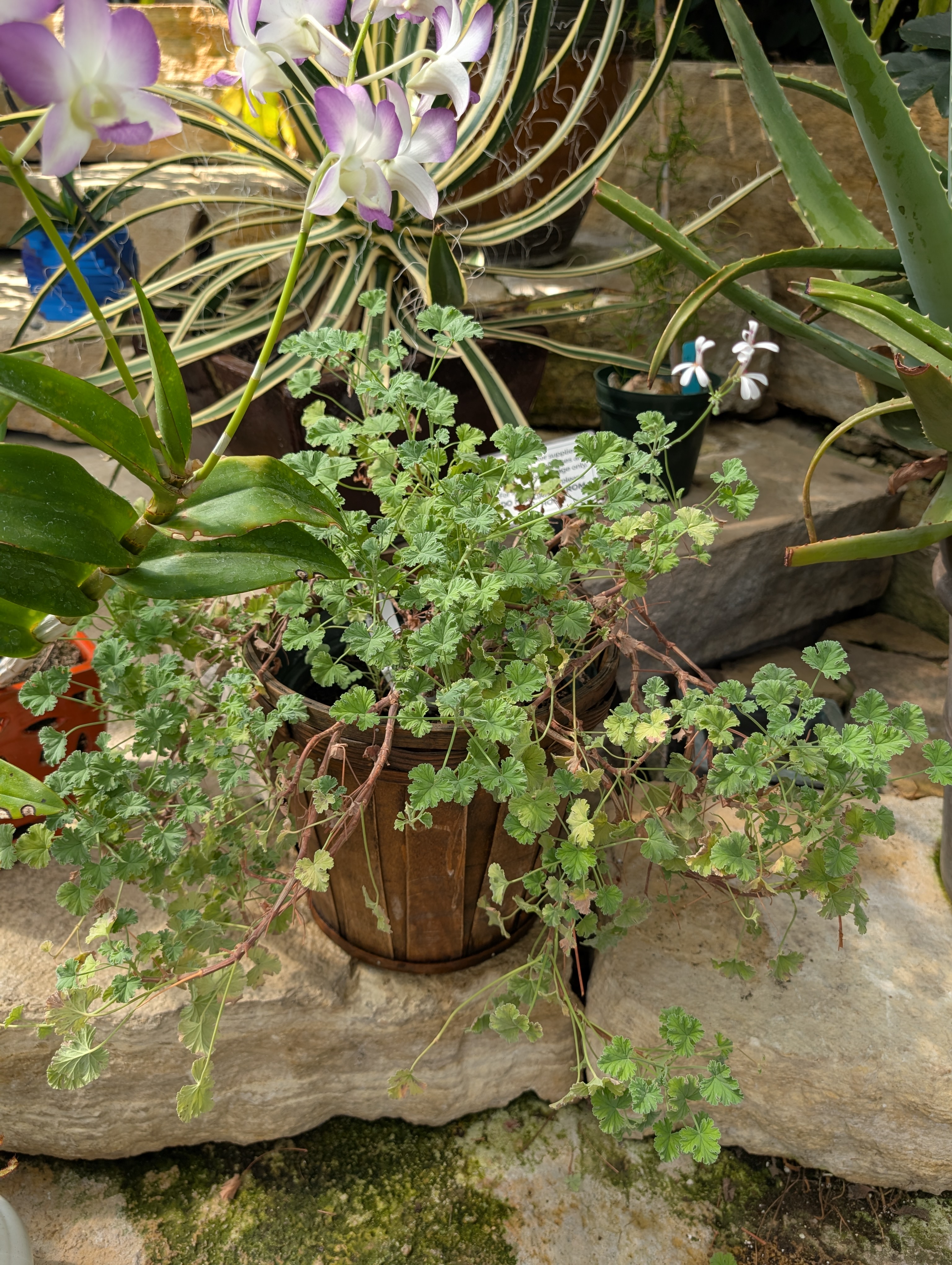 wooden container with geranium