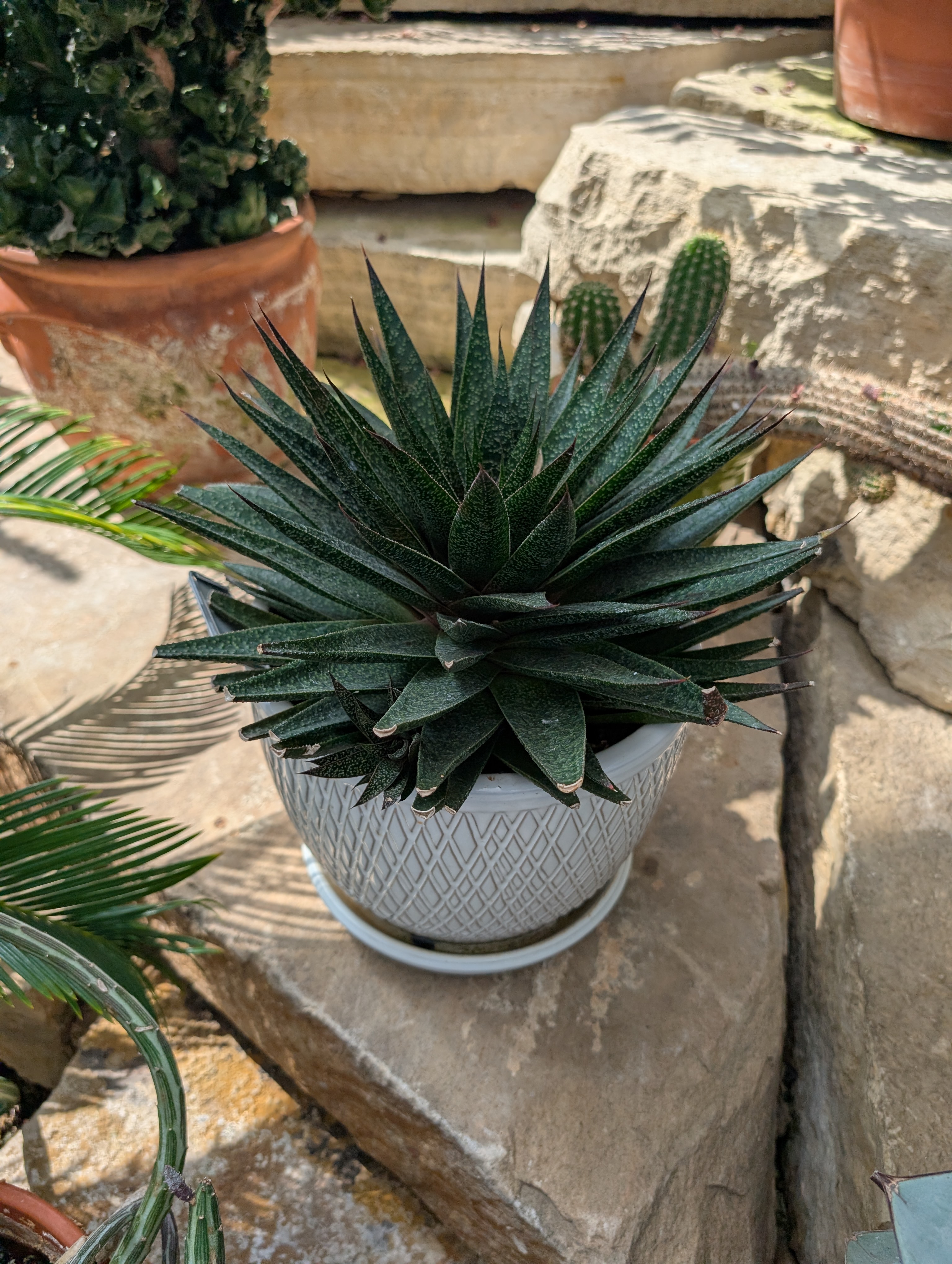 white pot with spiky succulent
