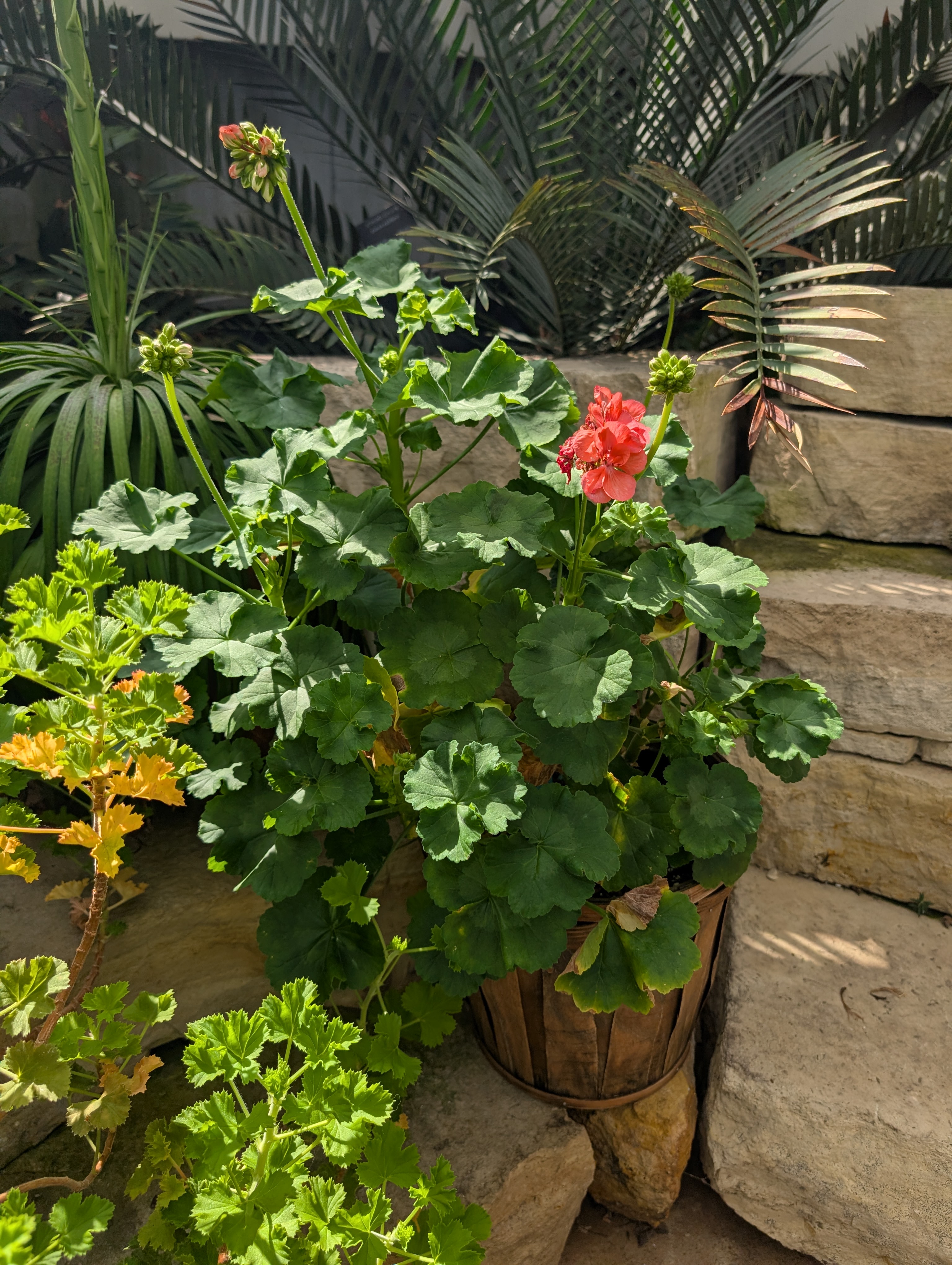 terracotta pot with flowering geranium