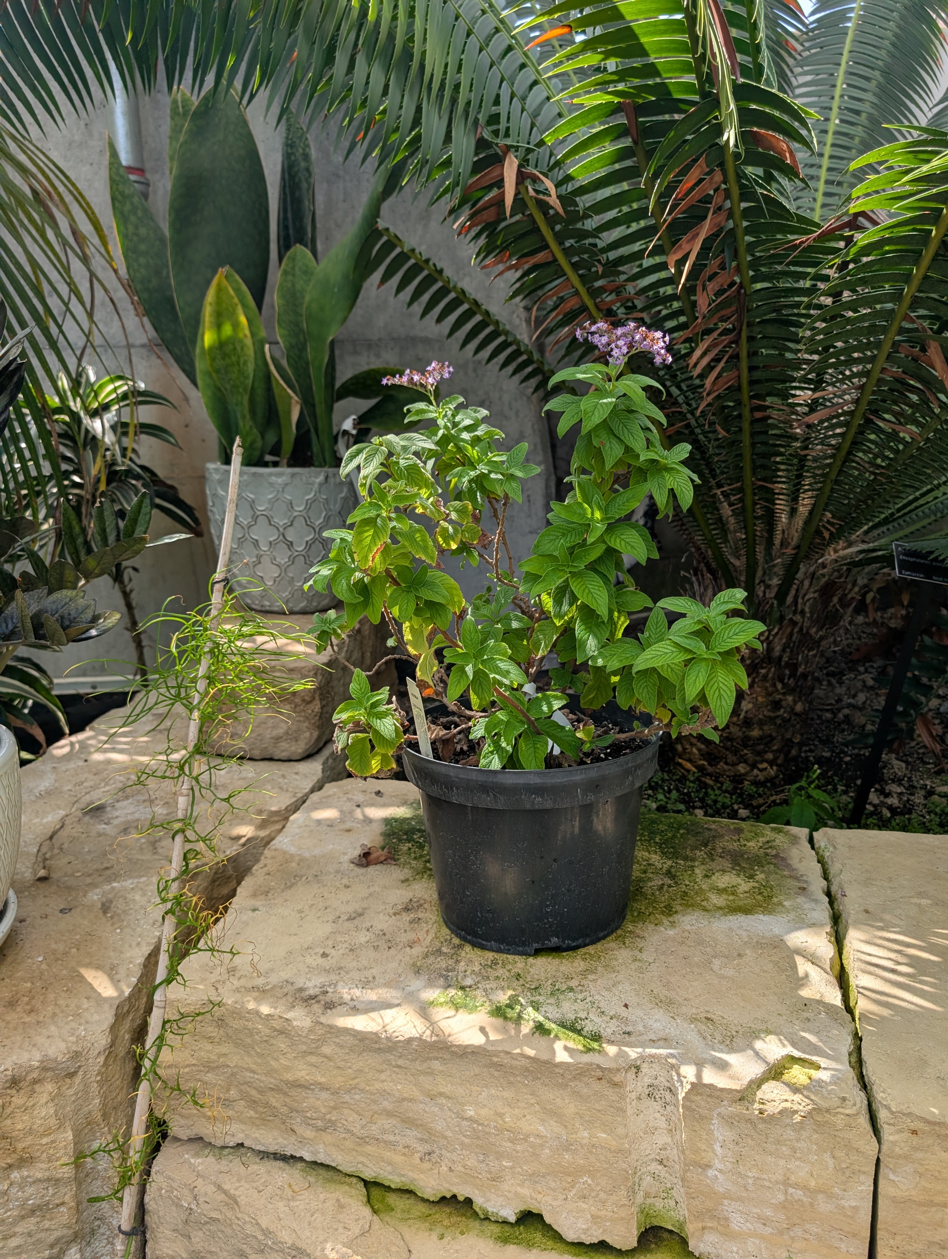black pot with purple flowering plant