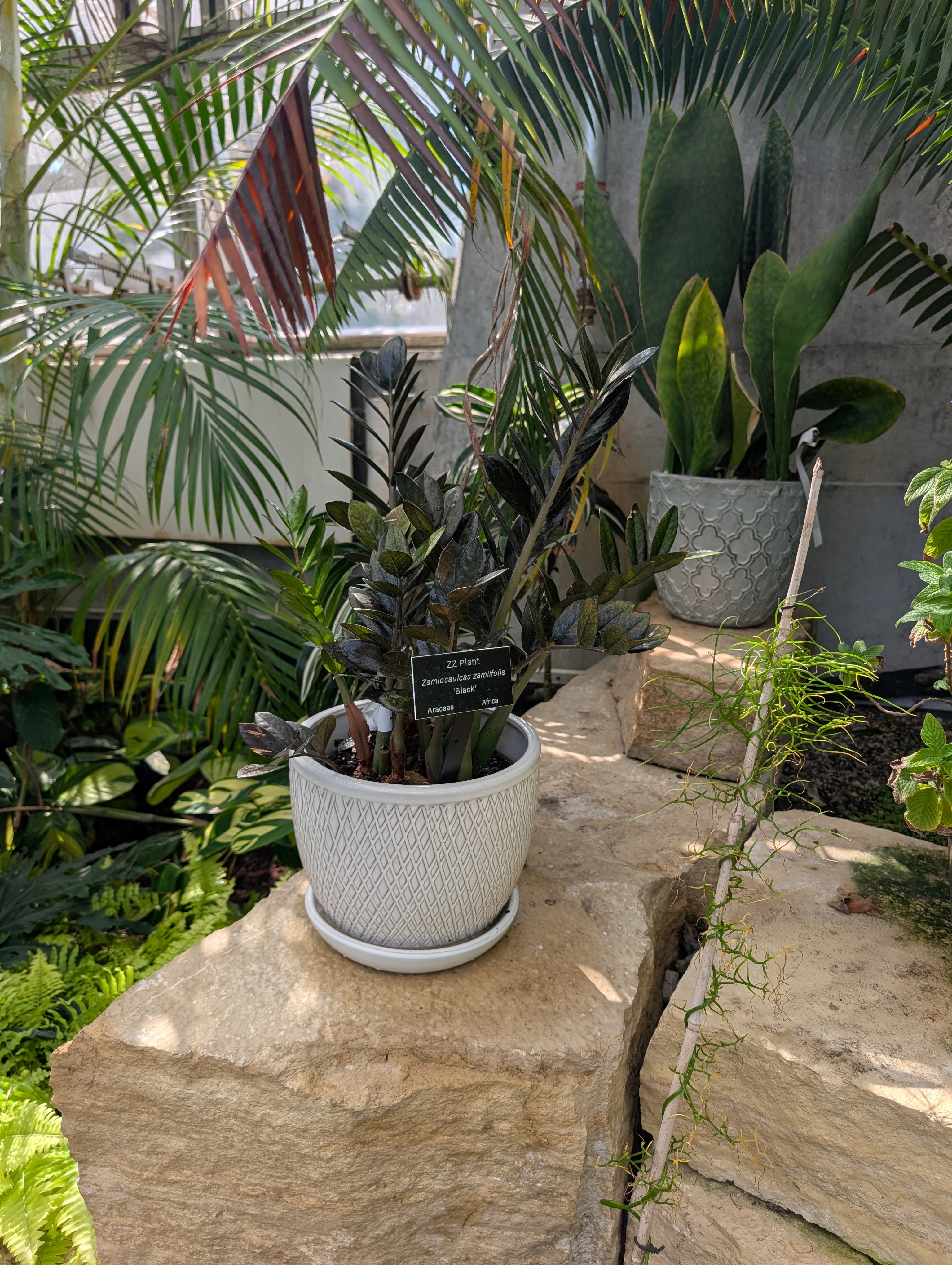 white pot with black zz plant