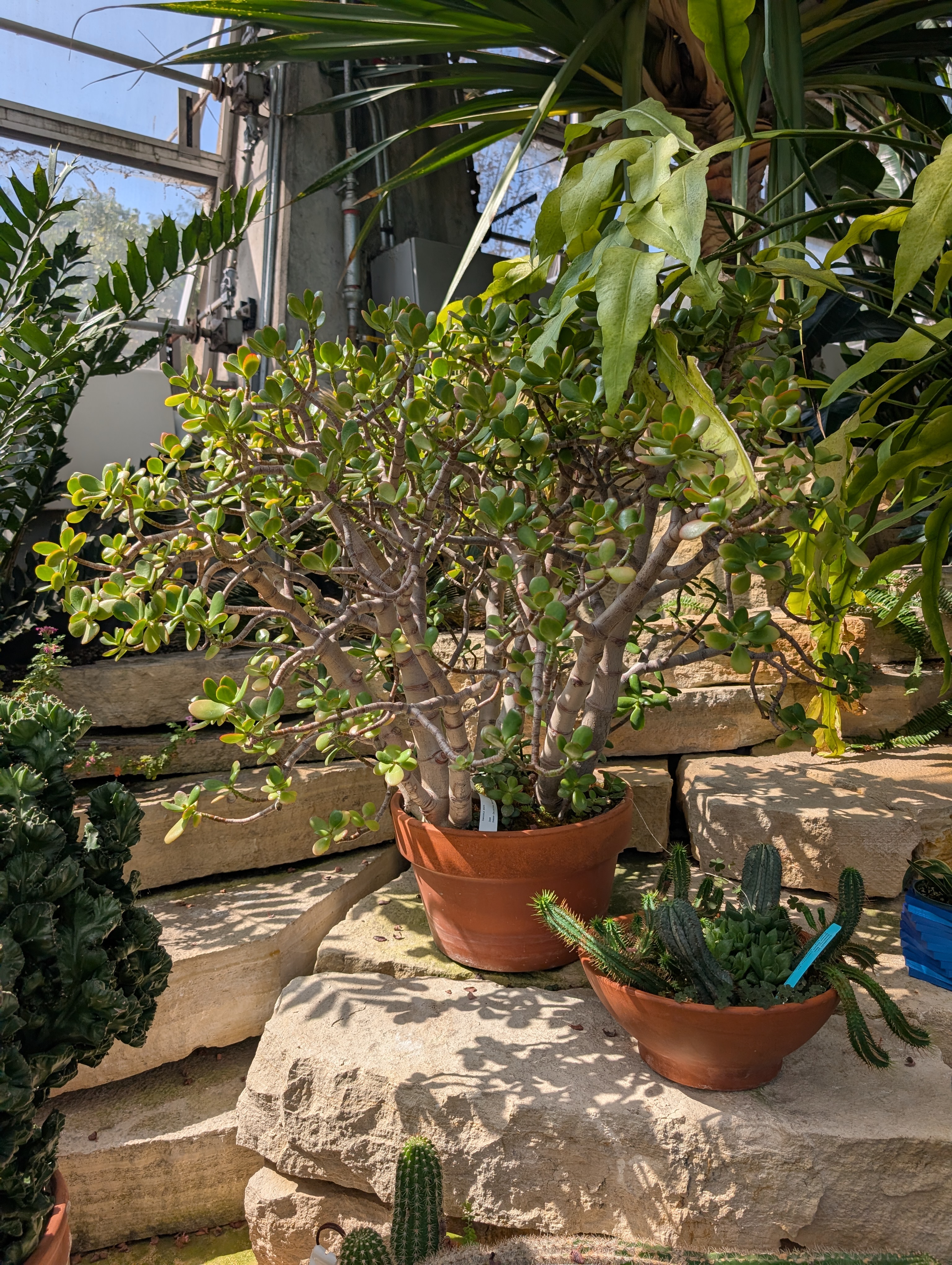 Terracotta pot with large jade plant