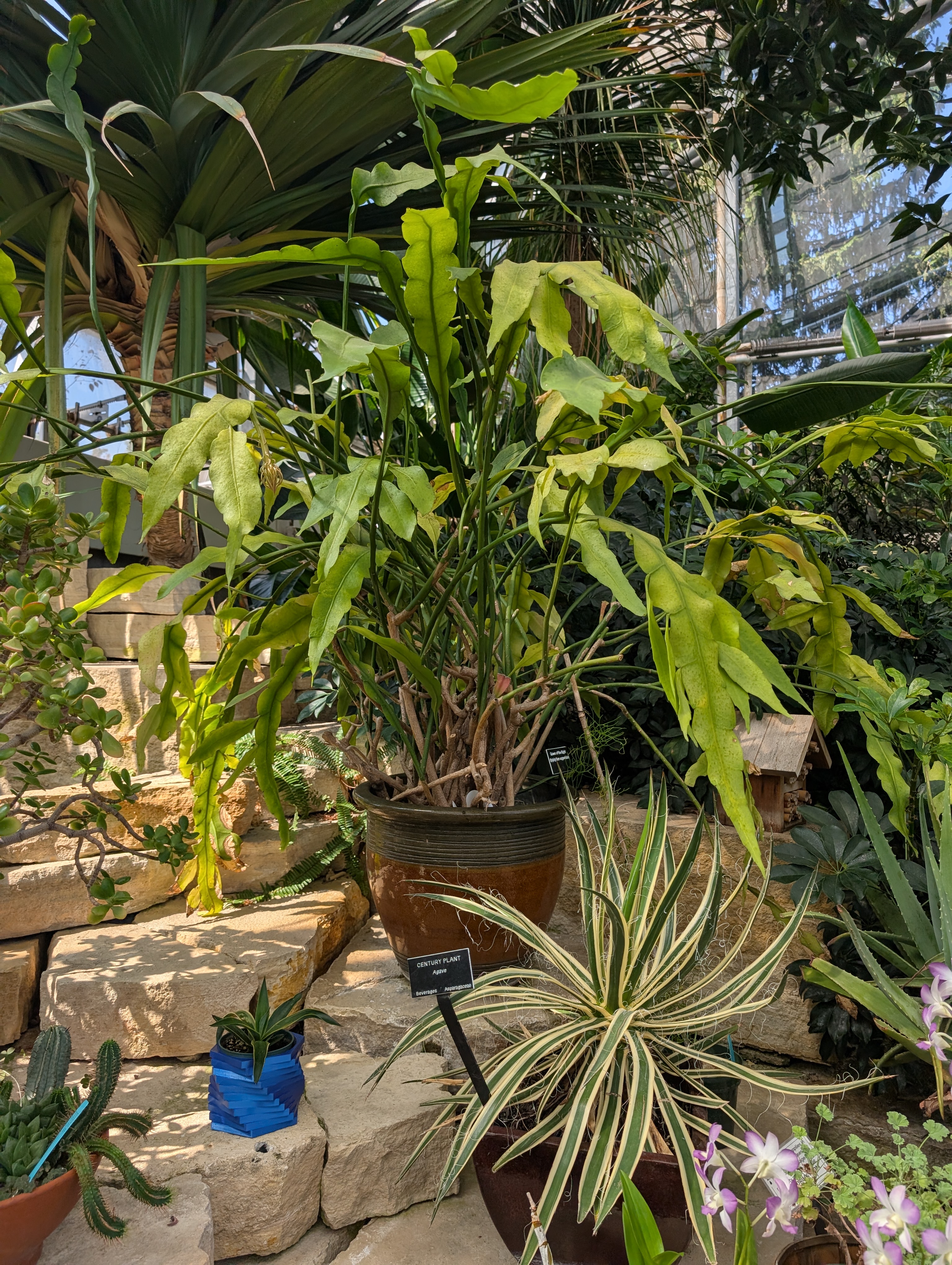 Queen of the night plant