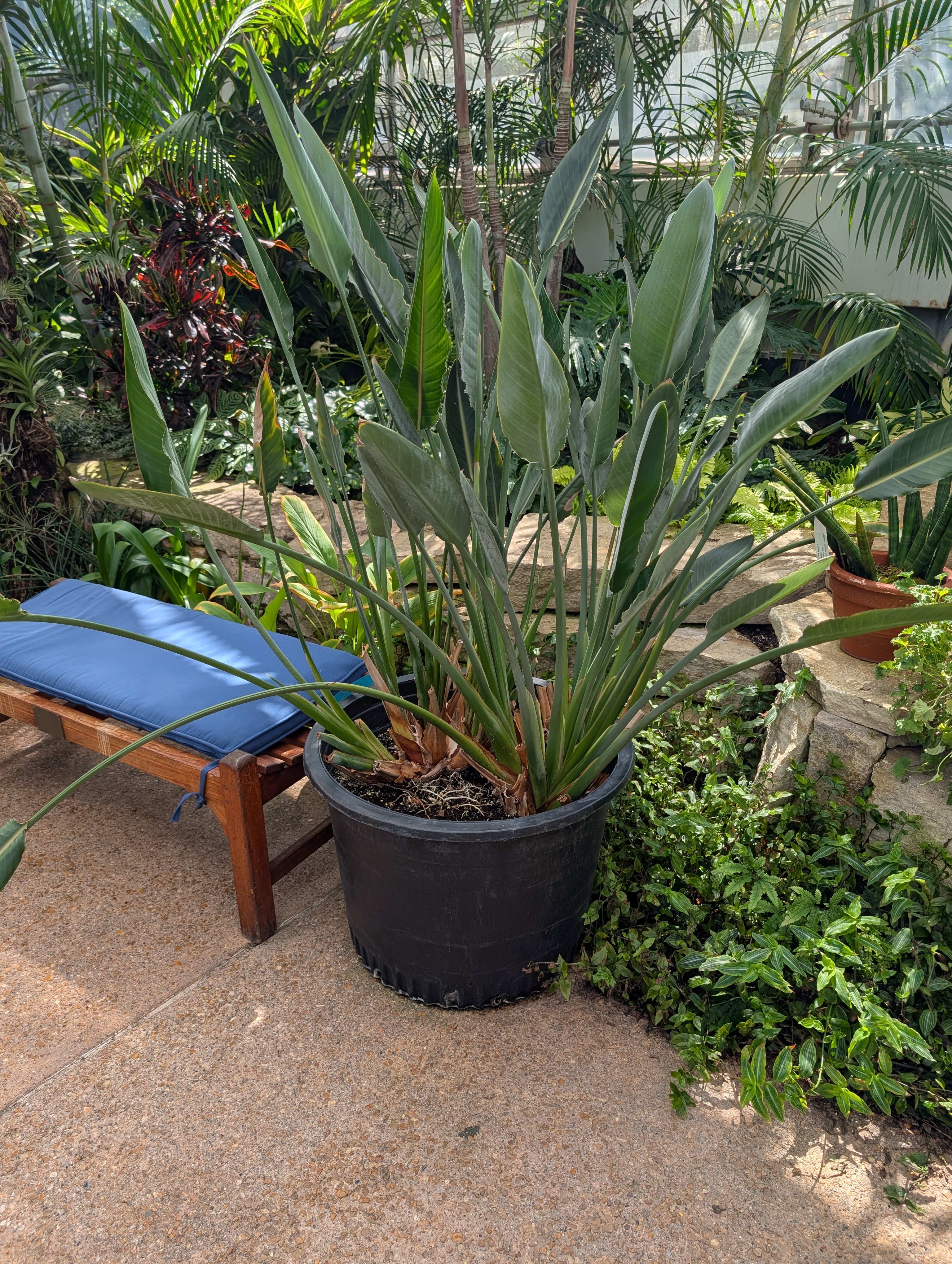 large black container with bird-of-paradise plant