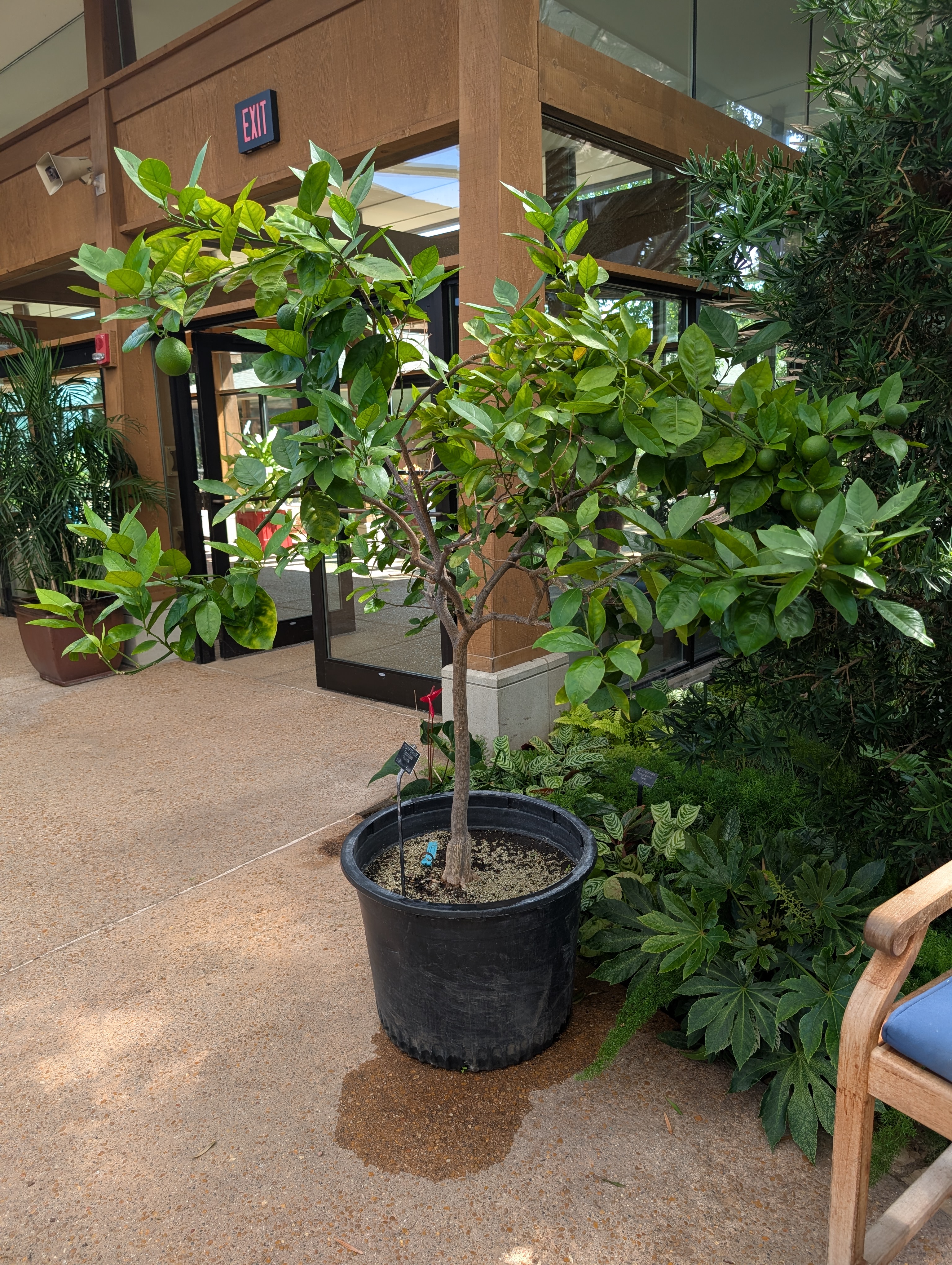 large black container with orange tree