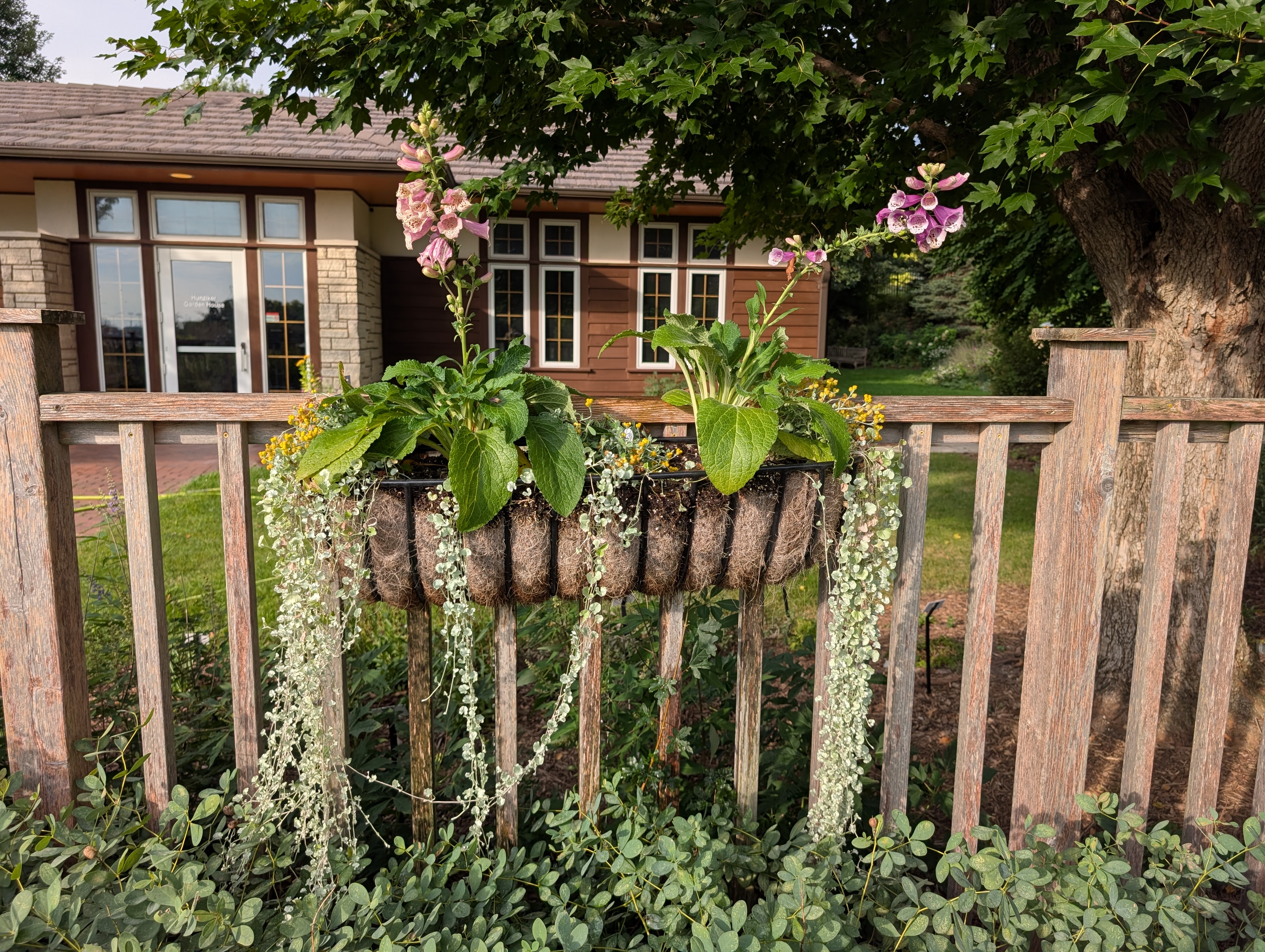 A wire and coir basket with fall plants