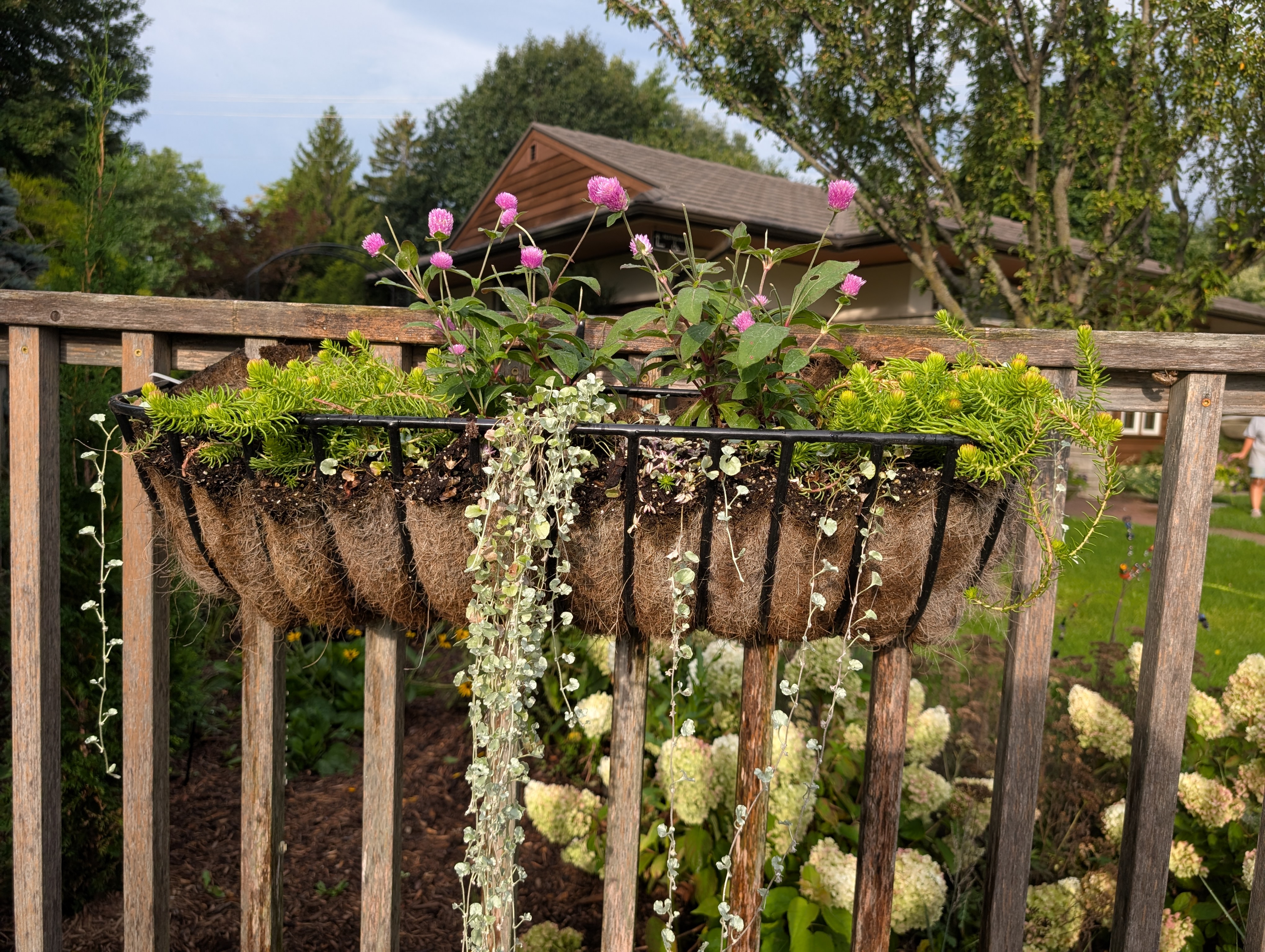 wire and coir basket with fall plants