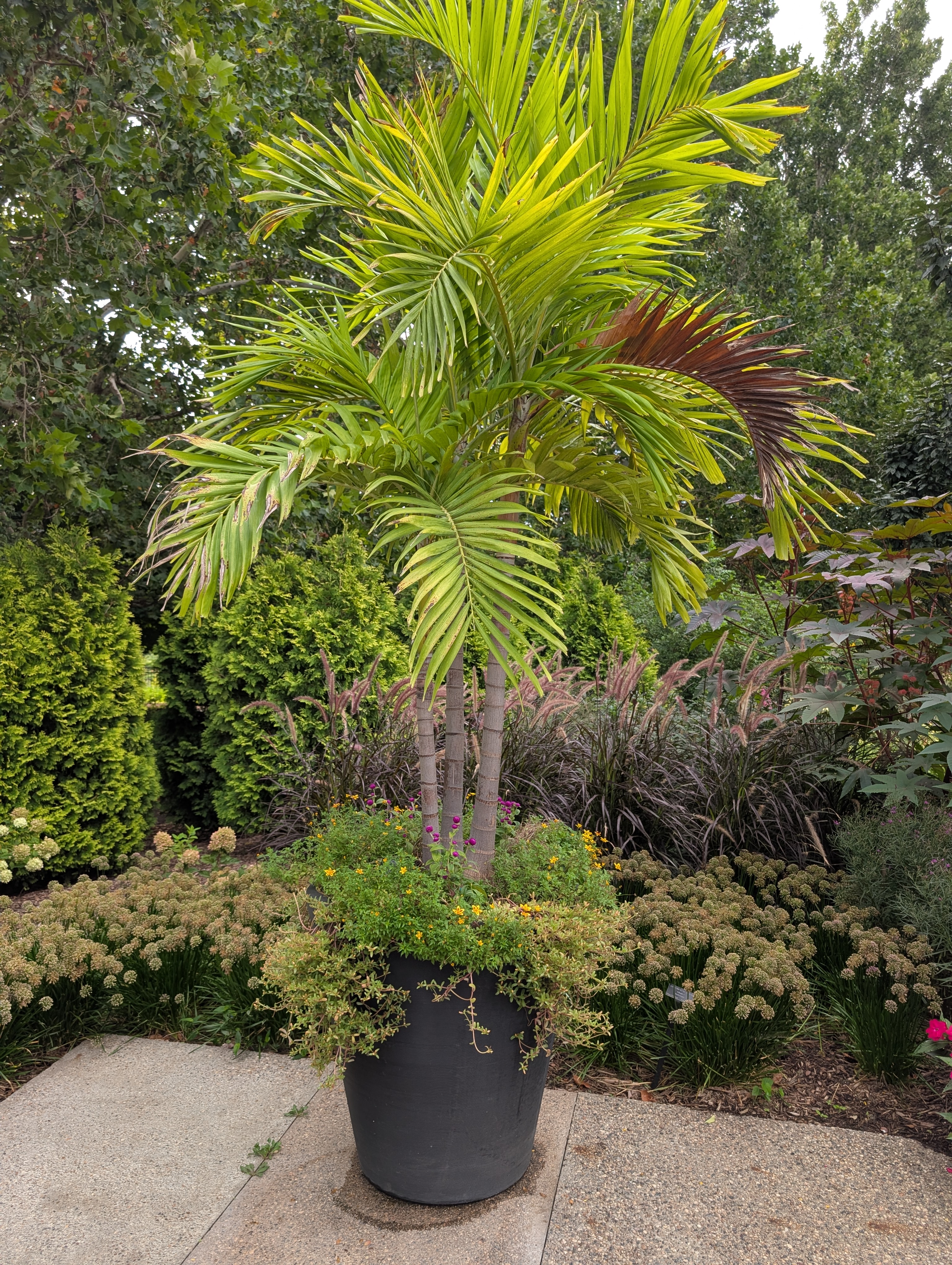 Black container with a large palm tree and fall annuals