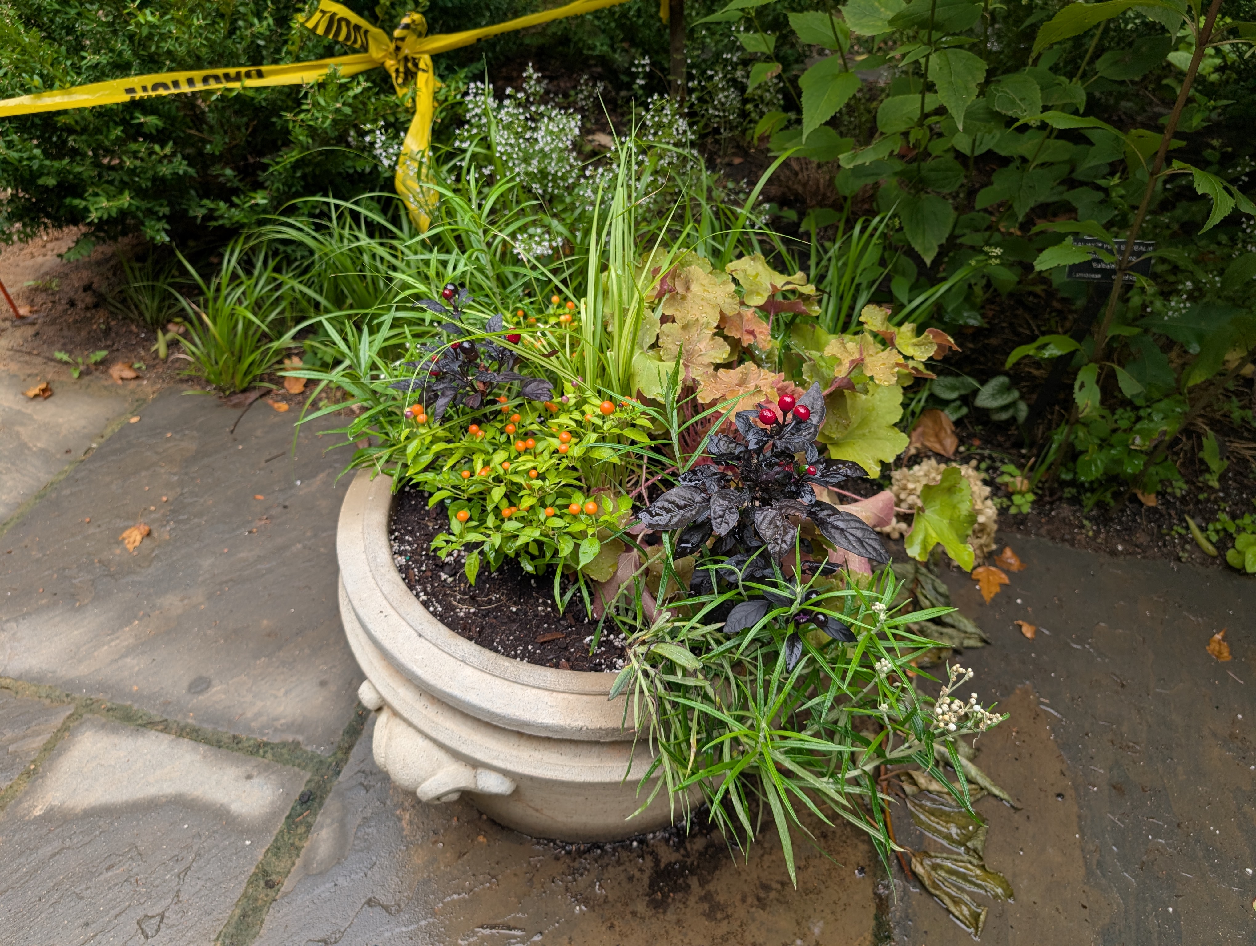Small container with fall plants