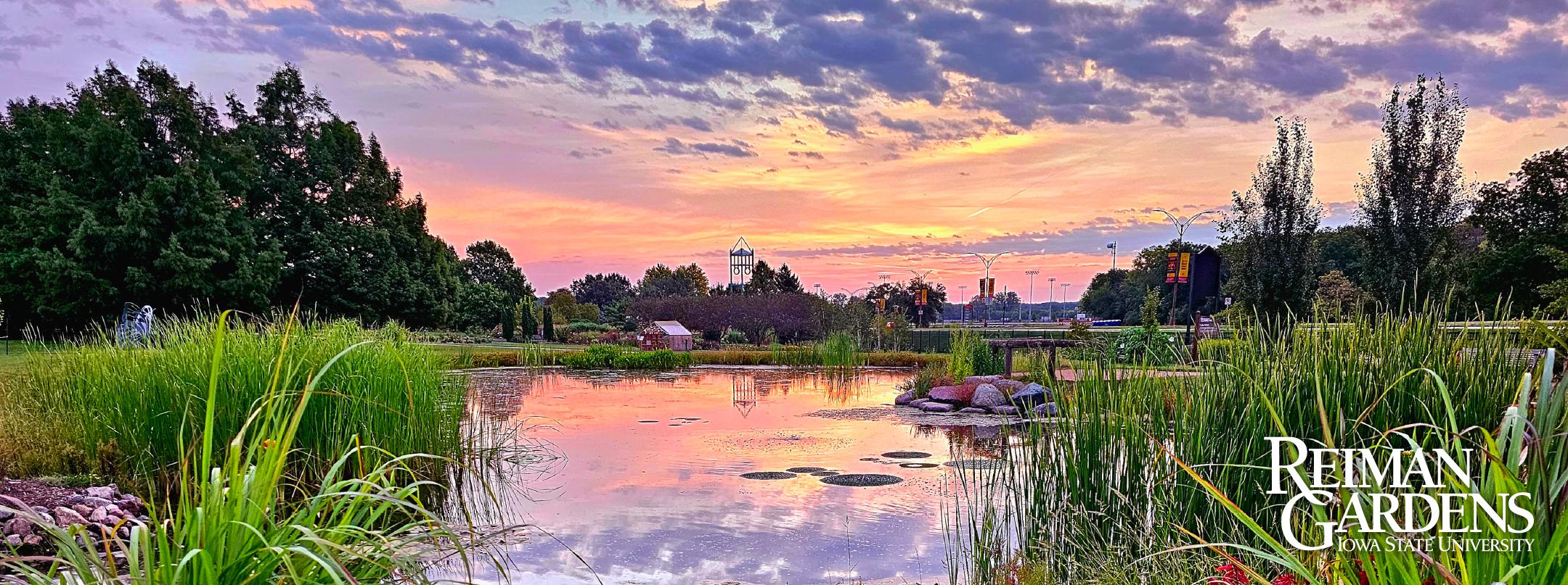Lake at sunrise surrounded by trees and grasses.