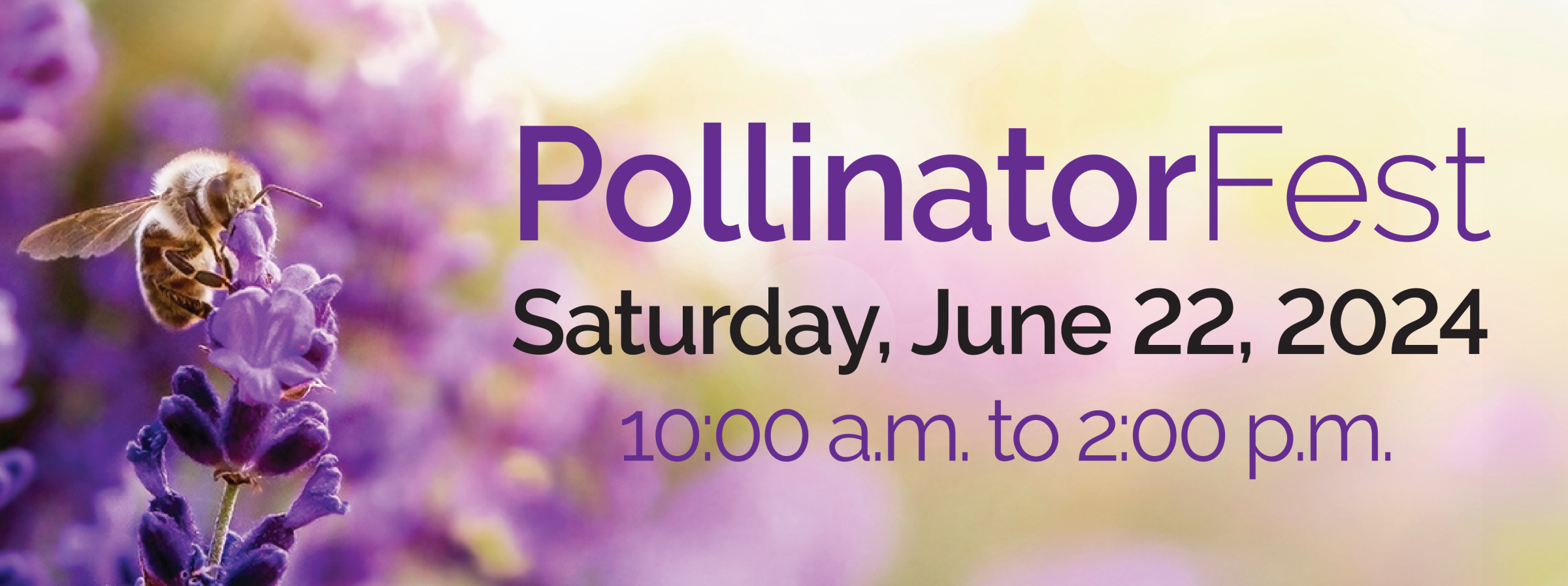 Bee on lavender in the sunlight. Pollinator Fest Logo
