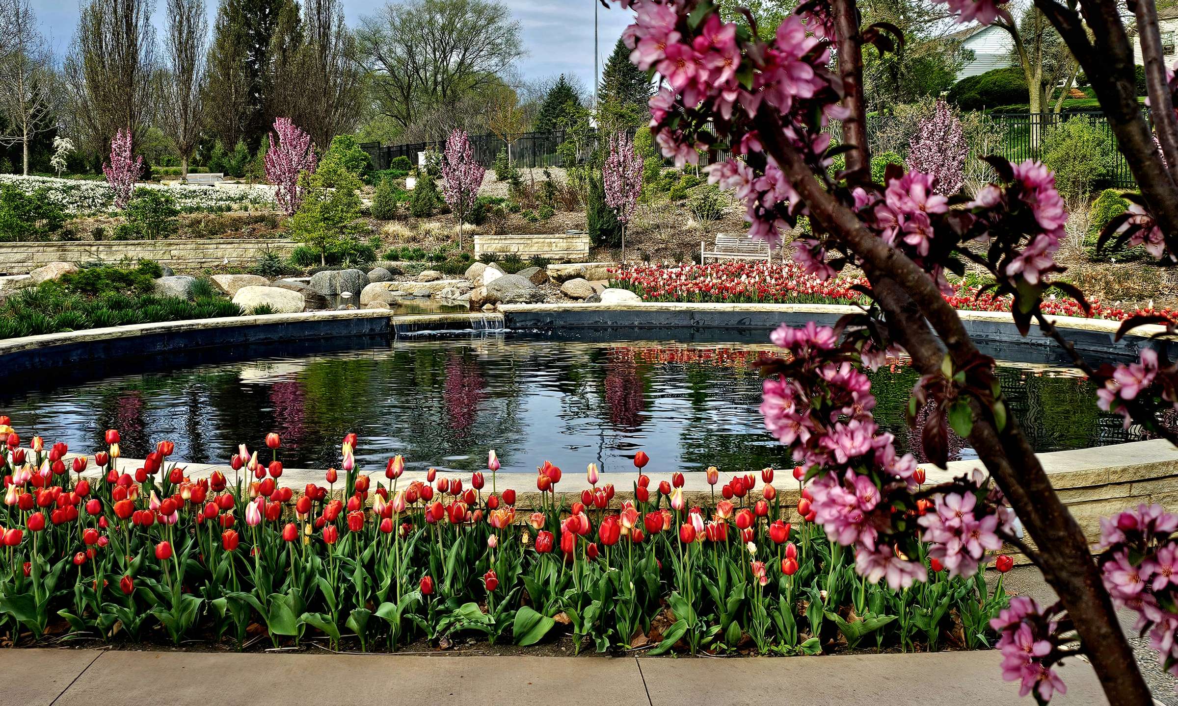 Tulips at Sycamore Falls