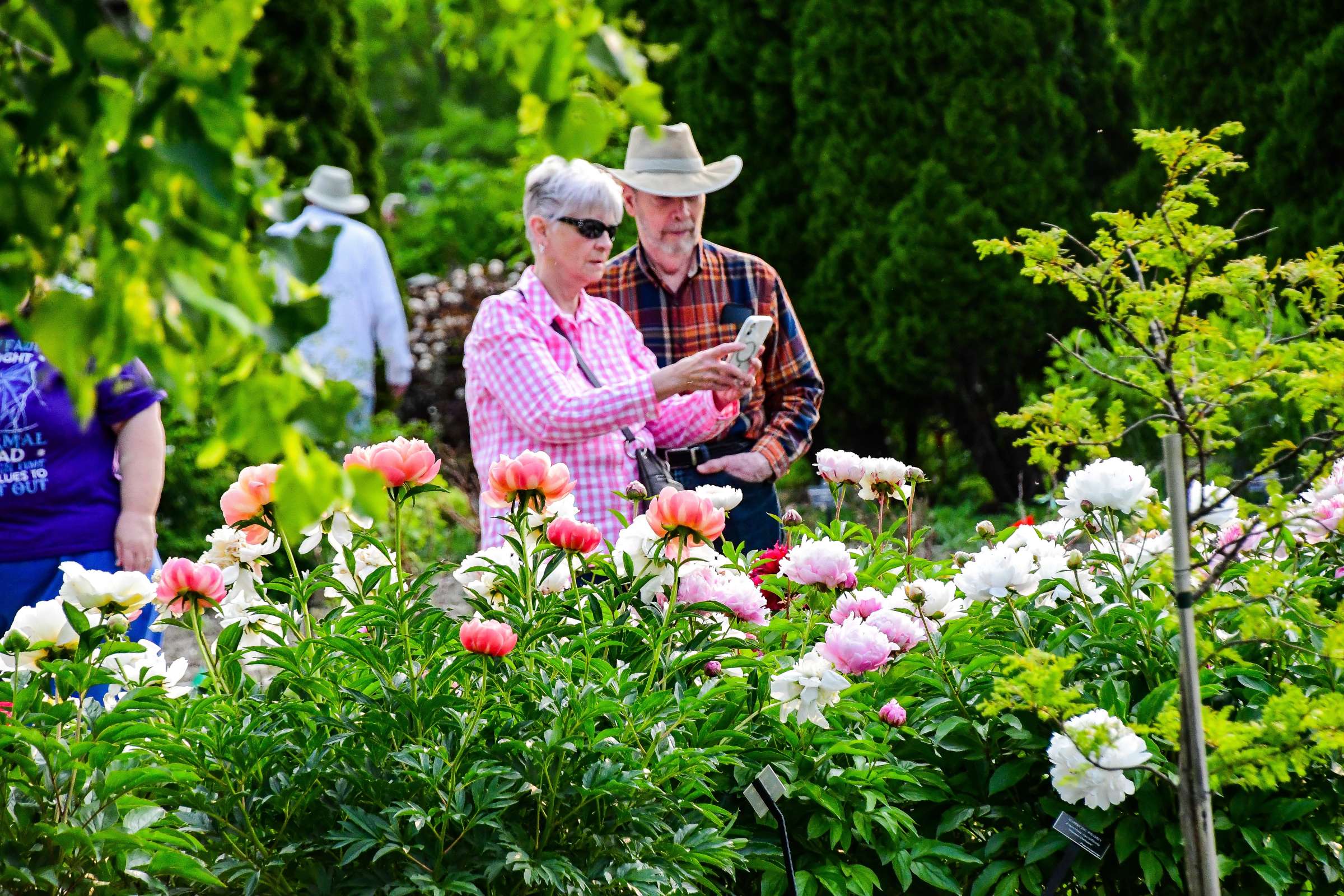Couple looking at peonies at Reiman Gardens