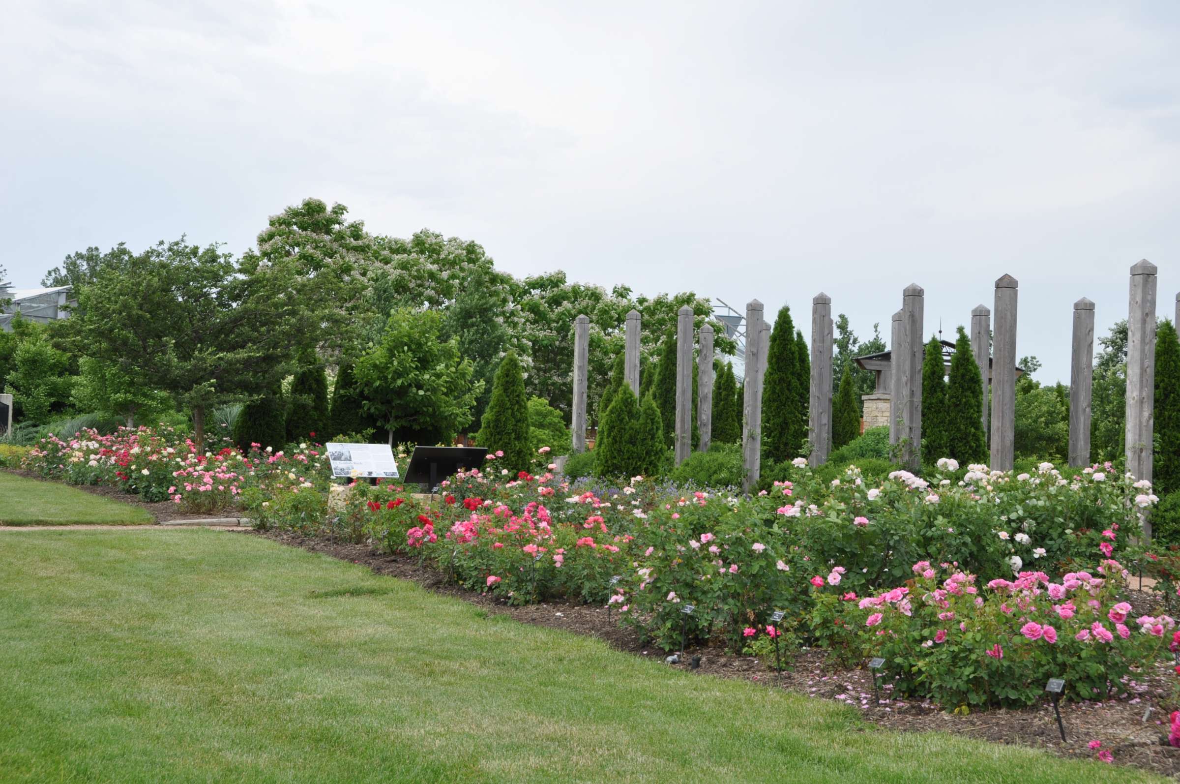The Buck Roses at the end of June