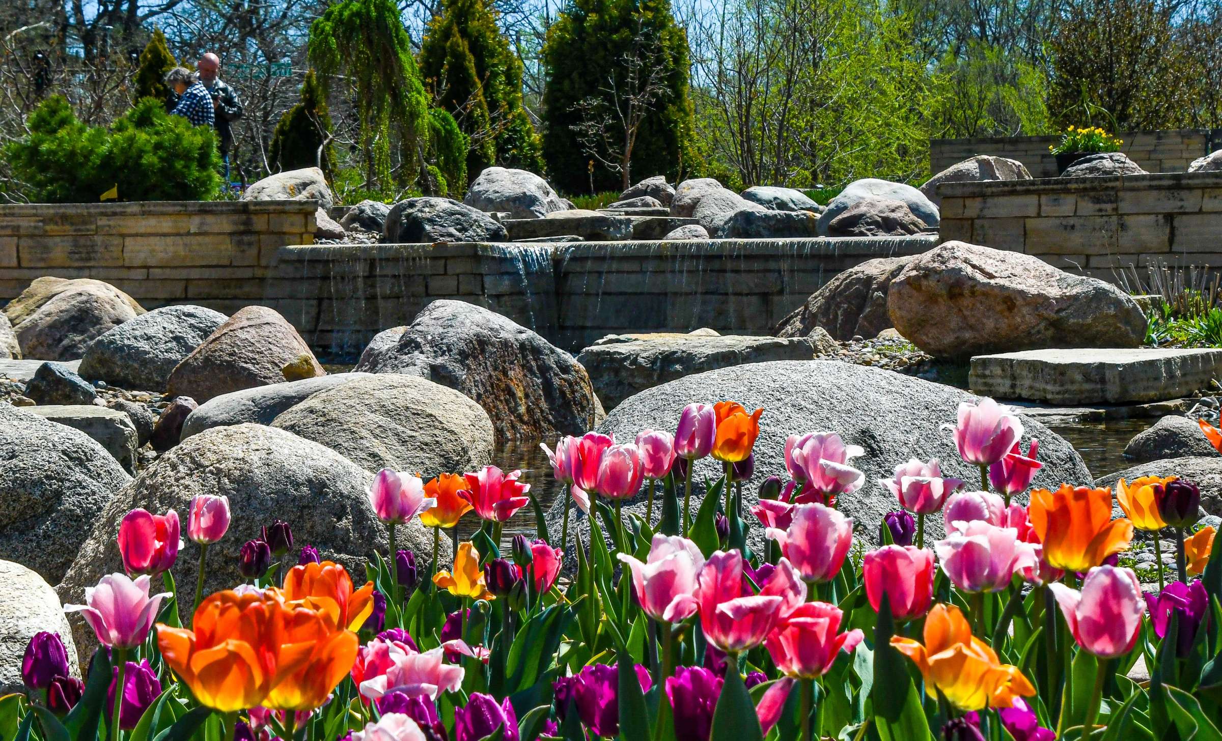 Sycamore Falls Waterfalls and Tulips