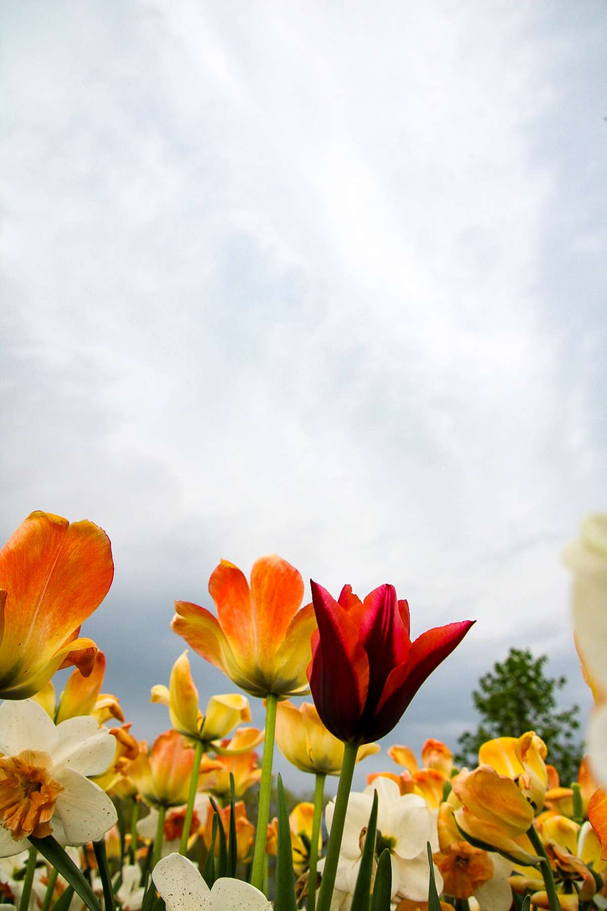 tulips against a gray spring sky