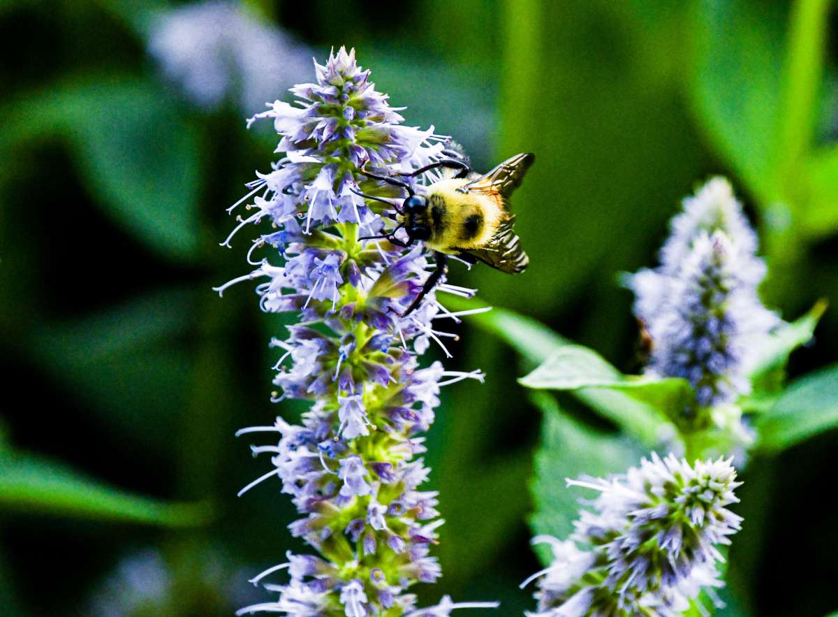 Bee Pollinating Plant