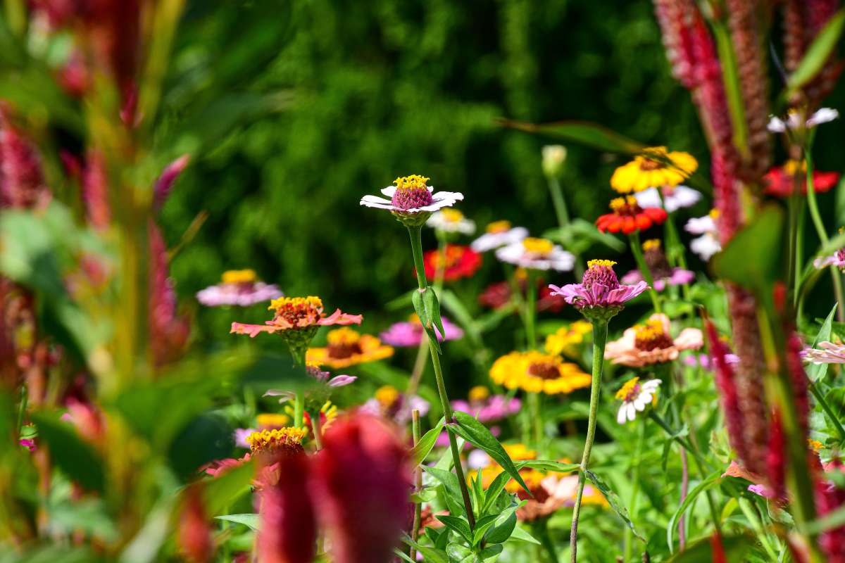 Trial Gardens at Reiman Gardens