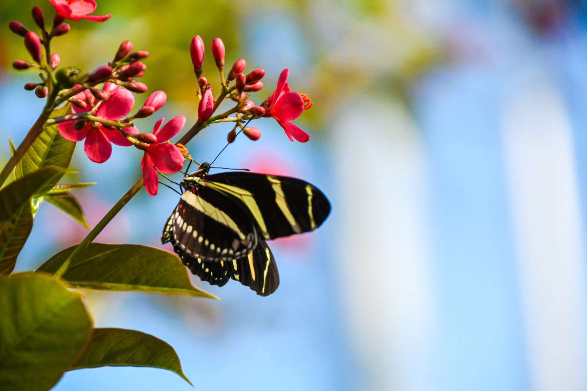 Butterfly in Butterfly Wing at Reiman Gardens 2023-2