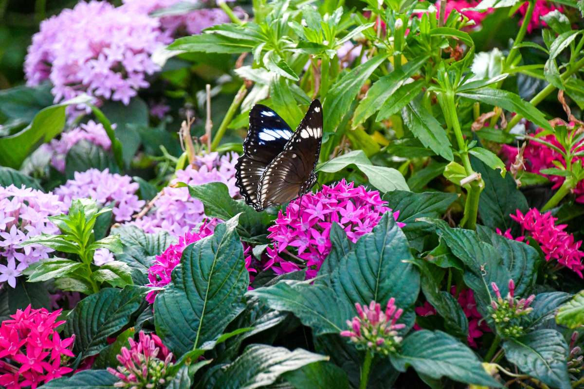 Butterfly in Butterfly Wing at Reiman Gardens 2023