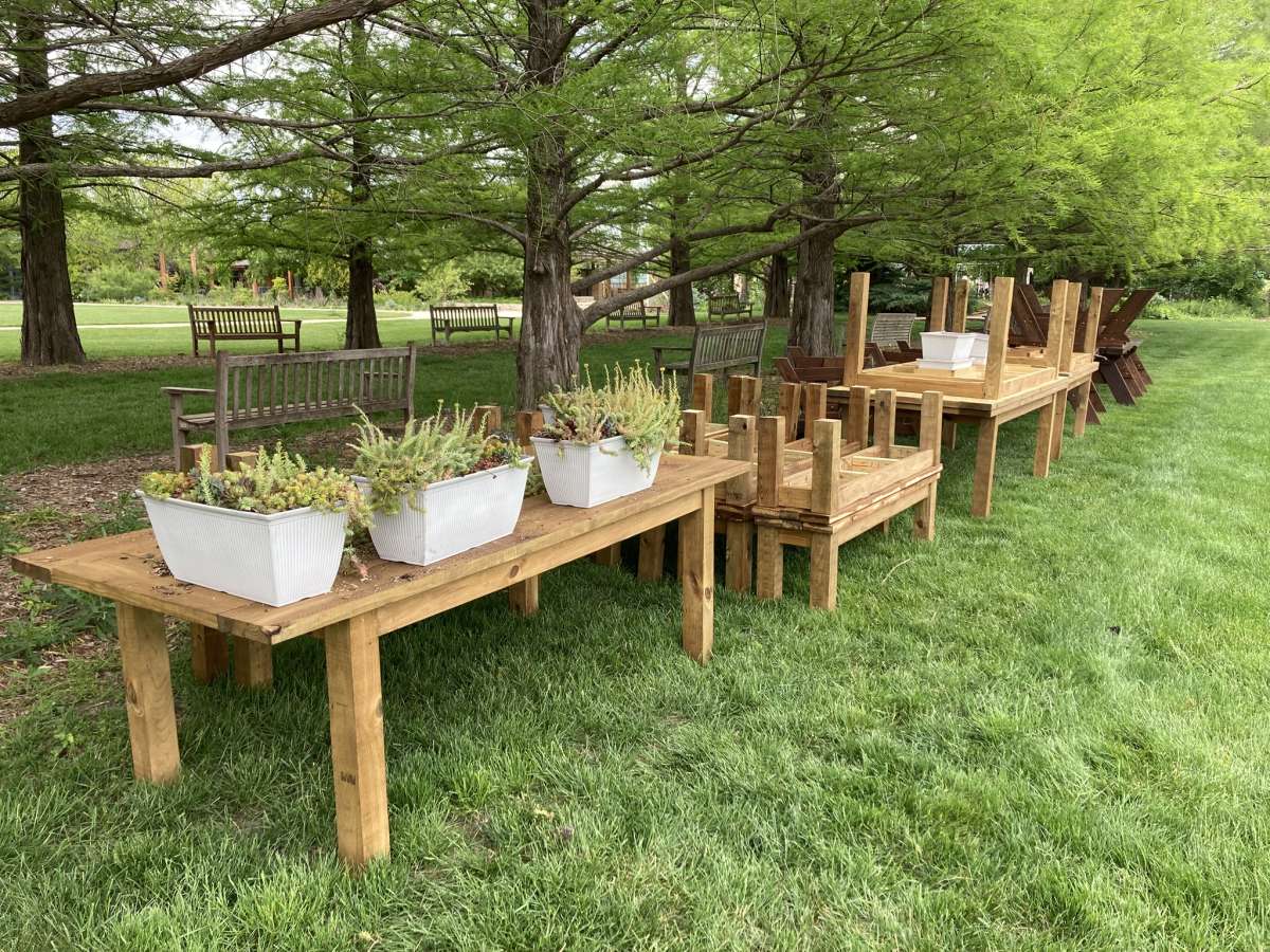picnic tables in a row along a line of bald cypress trees